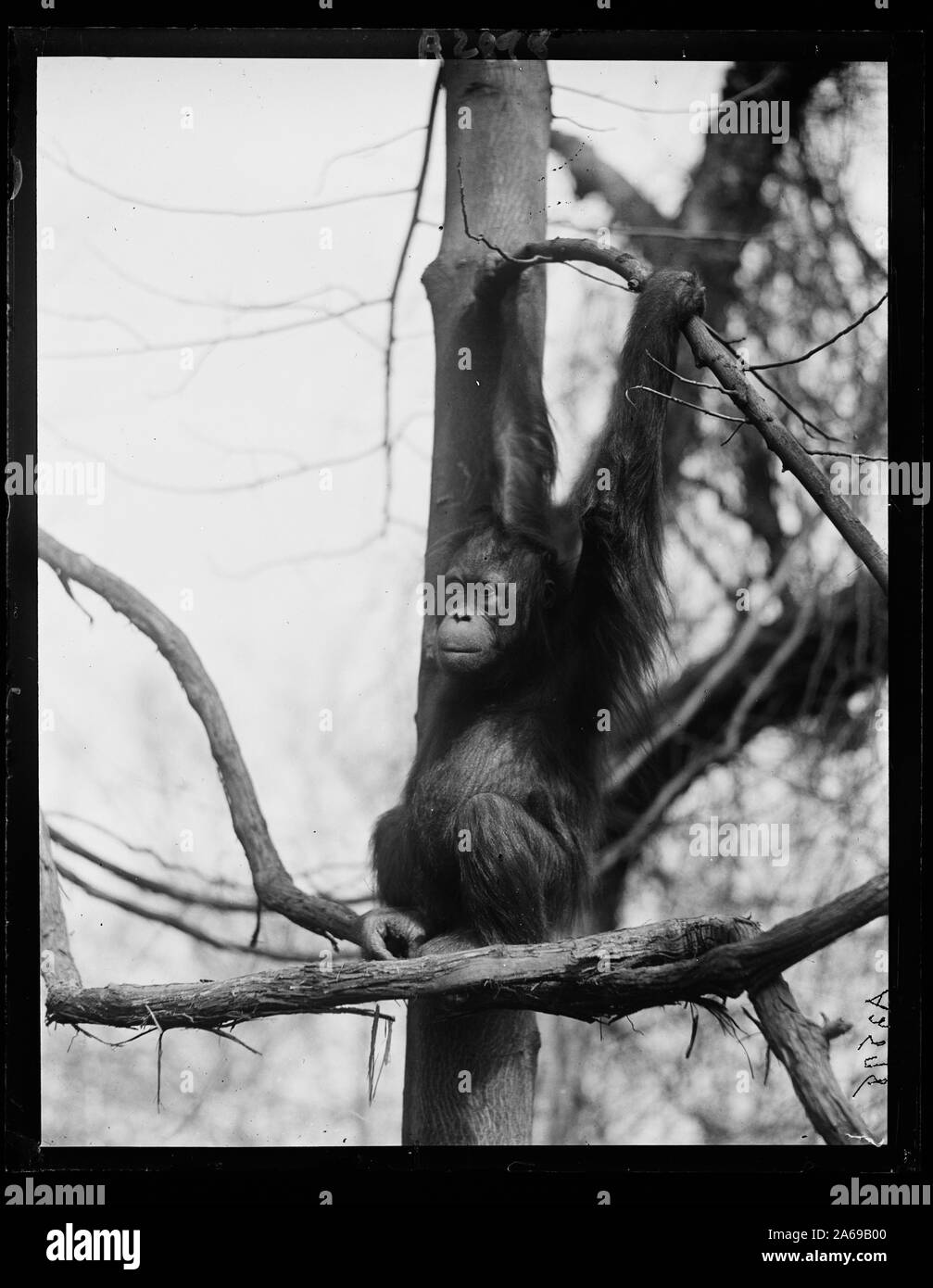 Zoo ape Foto Stock