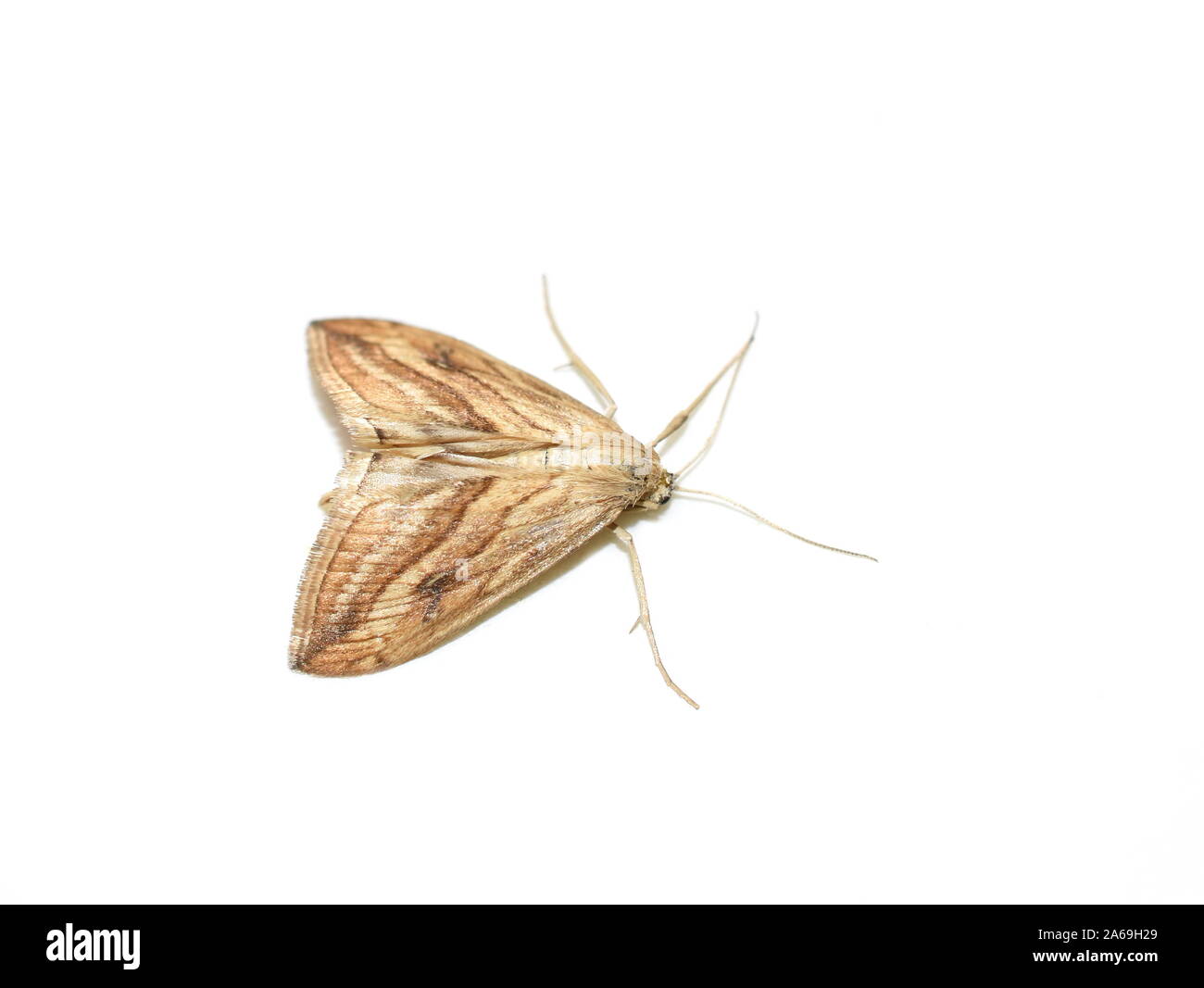 Il giardino di ghiaia Evergestis forficalis farfalla notturna isolata su sfondo bianco Foto Stock