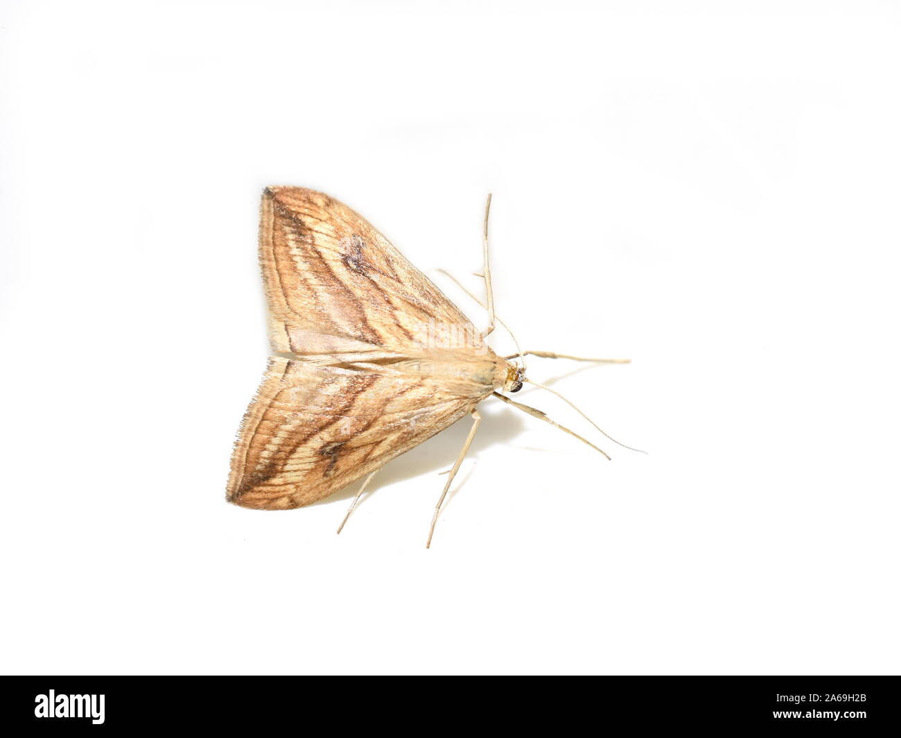 Il giardino di ghiaia Evergestis forficalis farfalla notturna isolata su sfondo bianco Foto Stock