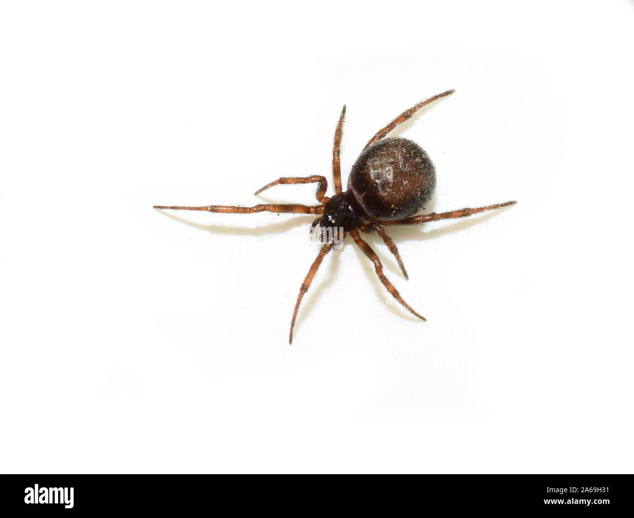 Hutch coniglio Spider Steatoda bipunctata brown spider isolati su sfondo bianco Foto Stock