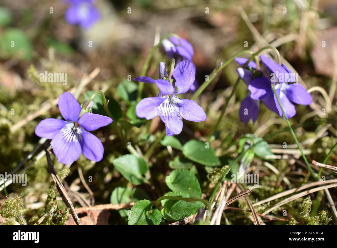 Chiedo Viola Viola mirabilis fioritura in primavera Foto Stock