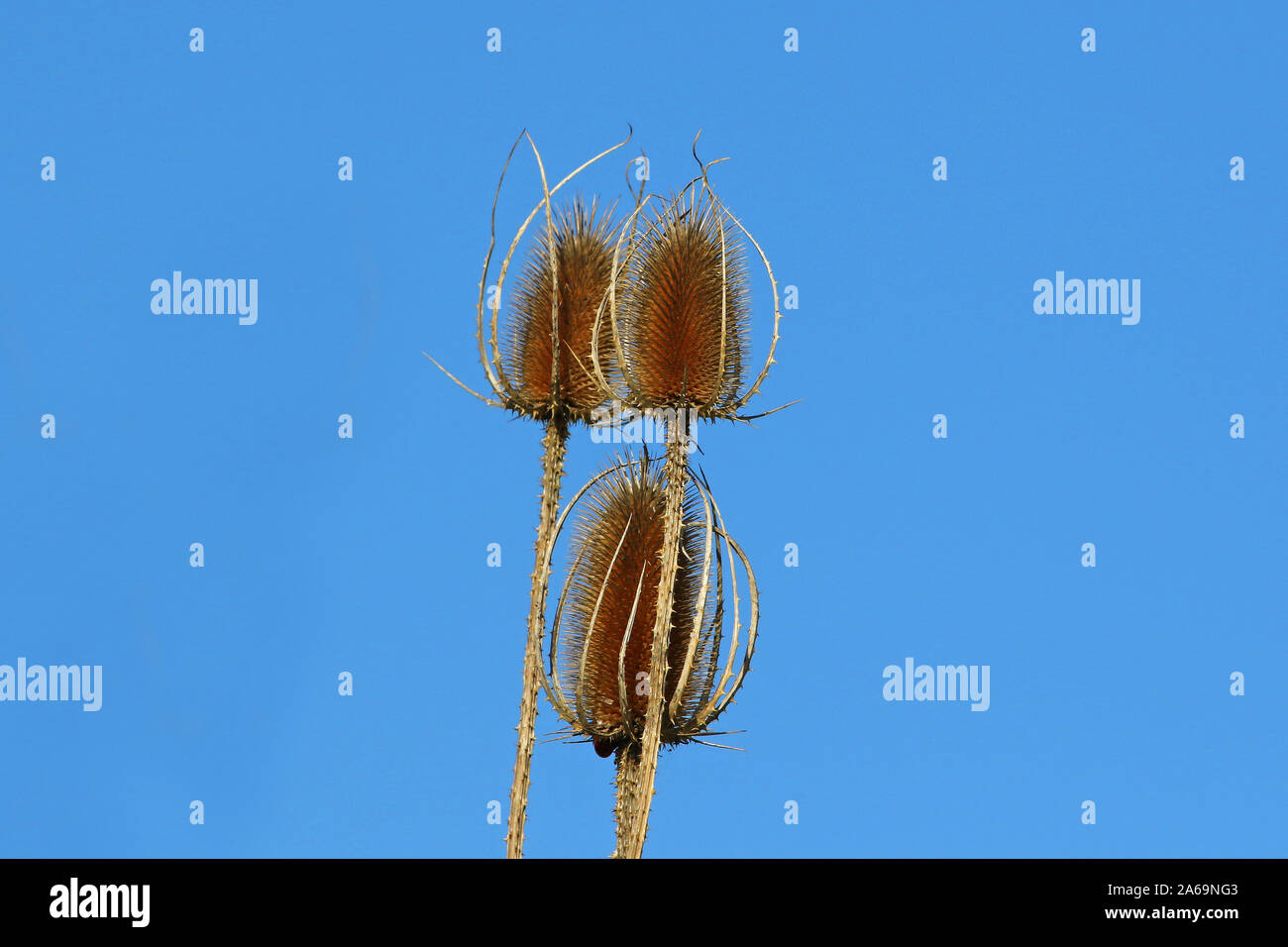 Wild teasle teasel teazel o cardo in autunno, nome latino dipsacus fullonum famiglia caprifoliaceae con cielo blu dietro in autunno utilizzato come una decorazione Foto Stock