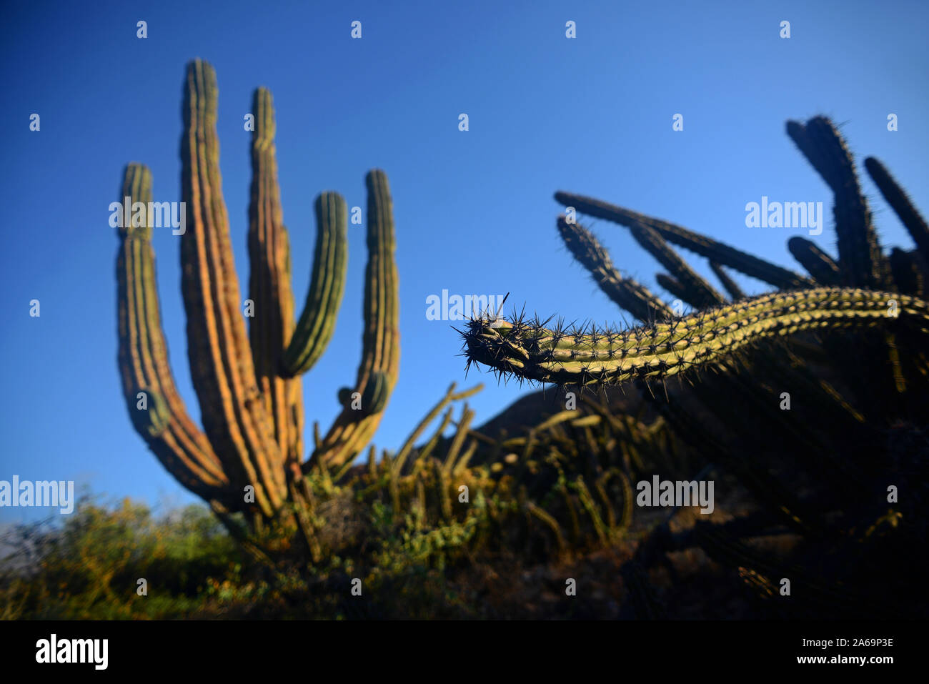 Il gigante messicano cardon cactus (Pachycereus Pringlei) su Isla San Esteban, Baja California, Messico. Foto Stock