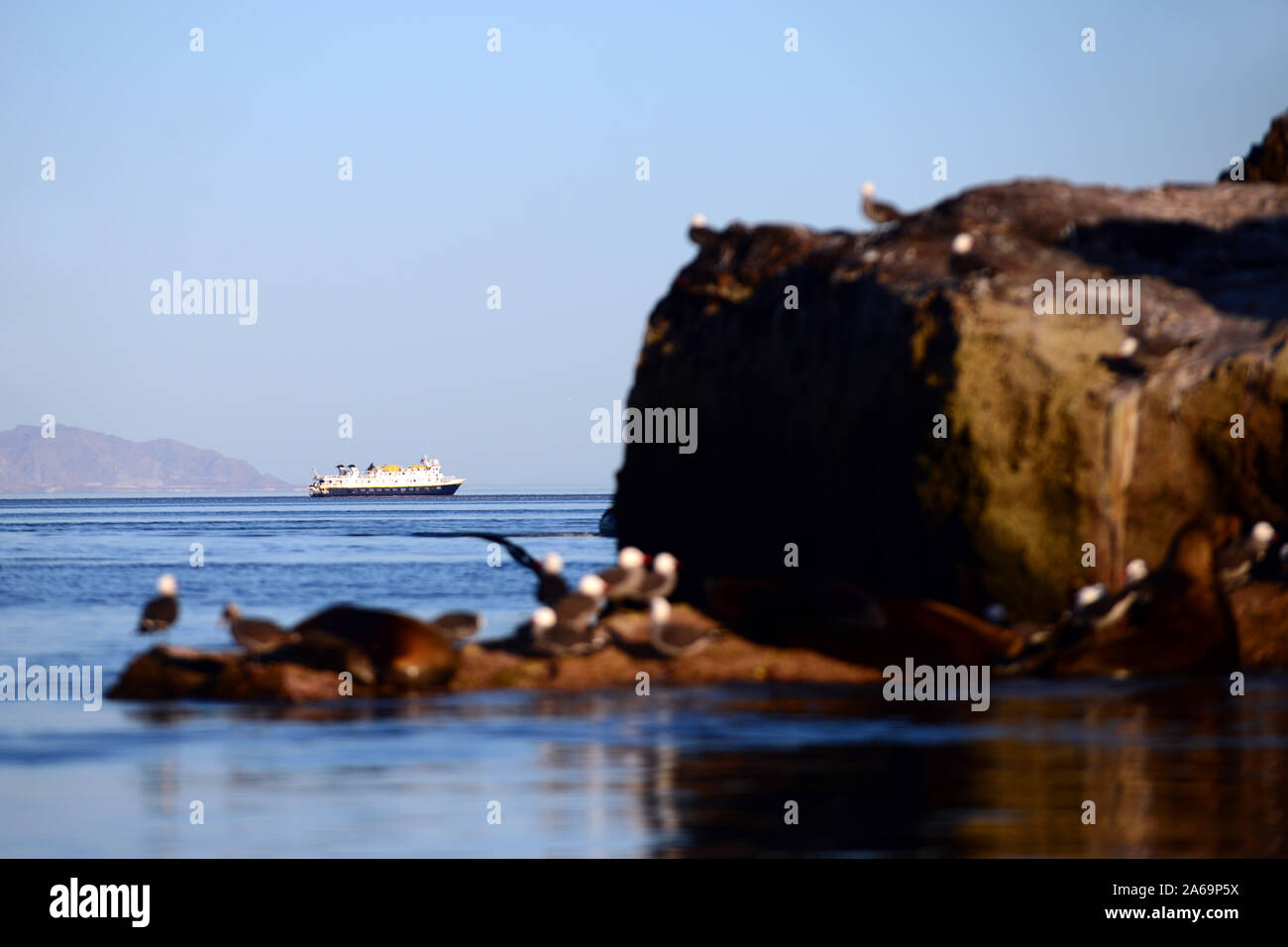 La Heermann gabbiani (Larus heermanni) e California i leoni di mare (Zalophus californianus) nel Mare di Cortez, Messico Foto Stock