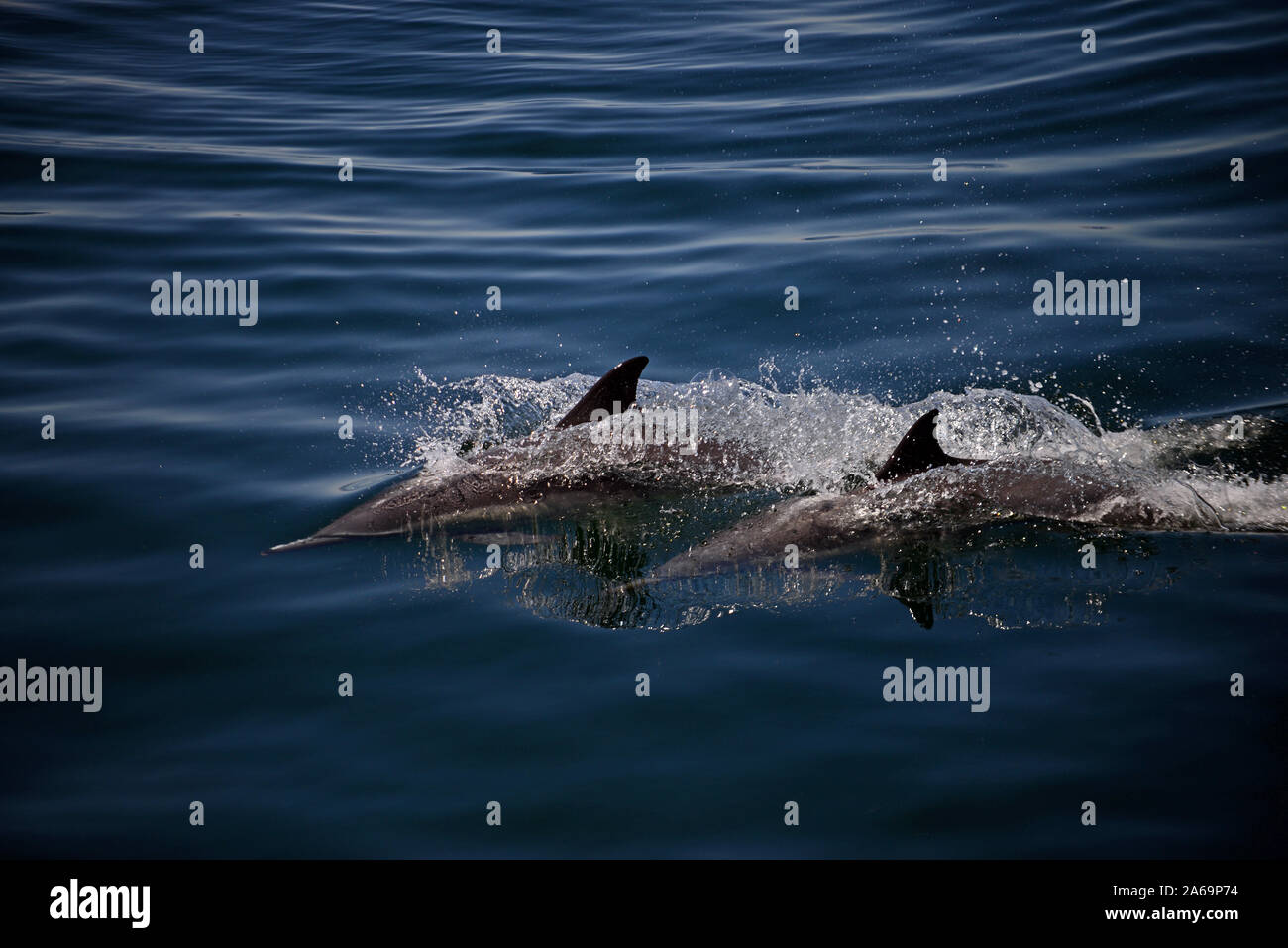 A lungo becco delfini comuni (Delphinus capensis), Golfo di California (Mare di Cortez), Baja California, Messico Foto Stock