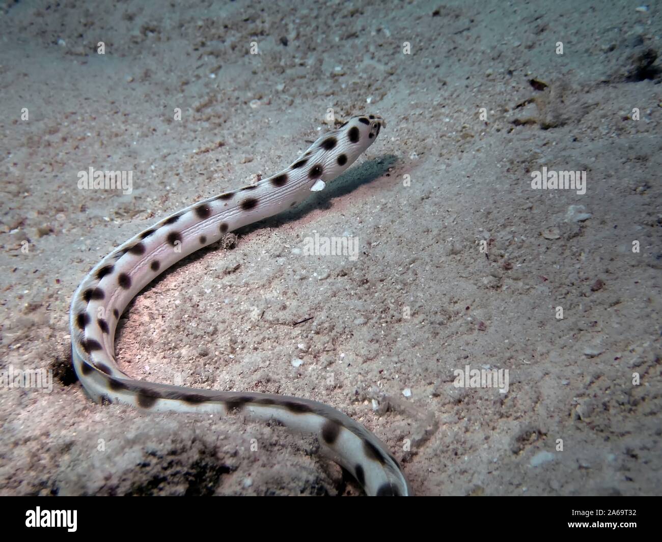 Anguilla serpente maculata immagini e fotografie stock ad alta ...