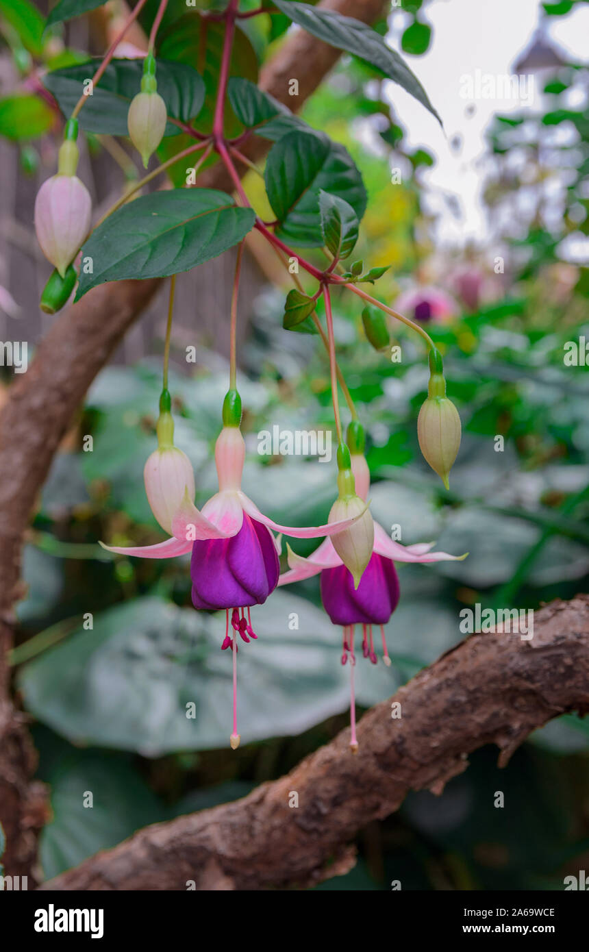 Bella fuchsia magellanica piante fiorite in sfumature di rosa, viola e bianco. Appendere hardy o hummingbird fuchsia nel giardino. Flora vibrante Foto Stock