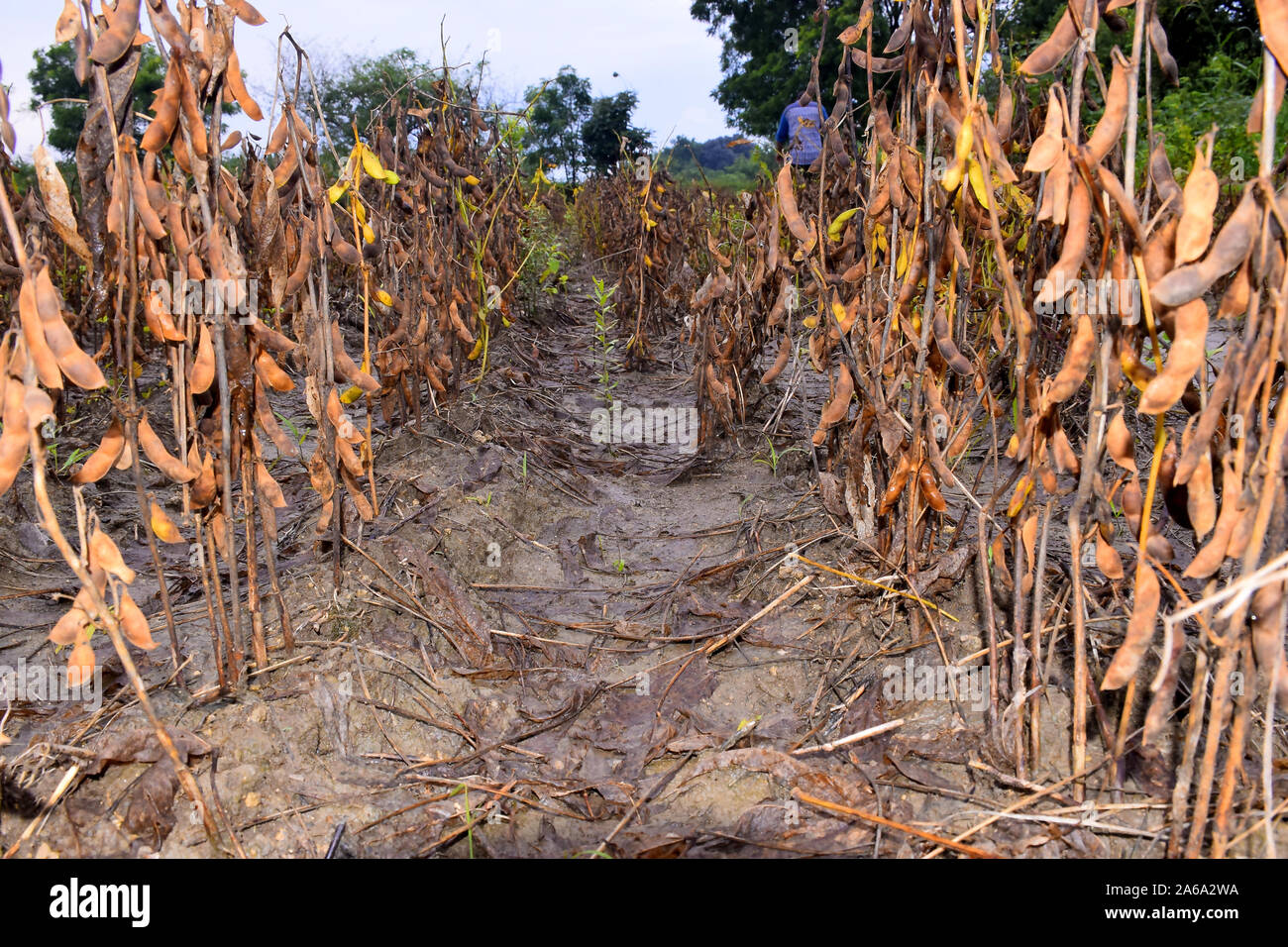 Sfondo di essiccato pianta di soia nel campo, Foto Stock