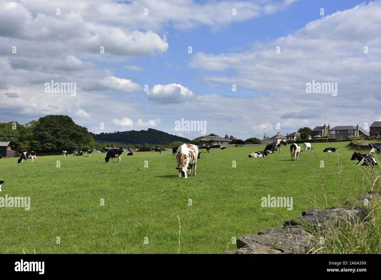 Una mandria di mucche al pascolo e che stabilisce in campo verde su una giornata d'estate a Huddersfield nello Yorkshire Inghilterra Foto Stock