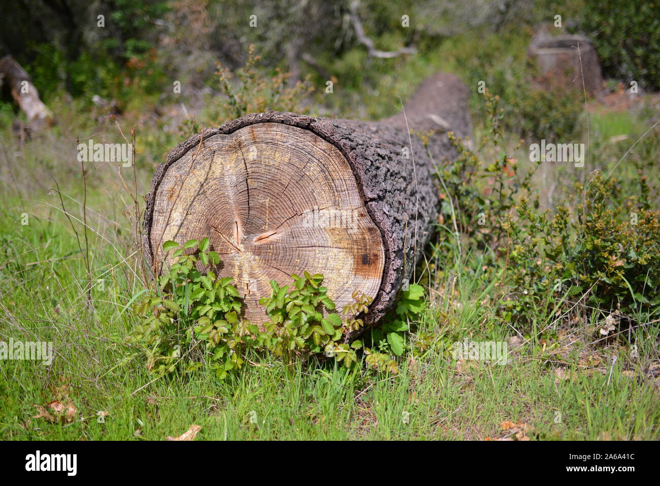 Viaggi in STATI UNITI D'AMERICA Foto Stock