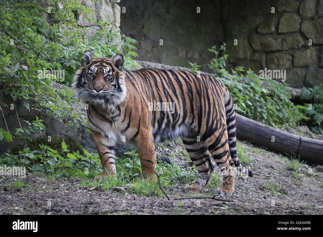 Femmina tigre di Sumatra, Daseep, di pattuglia (panthera tigris sumatrae) Foto Stock