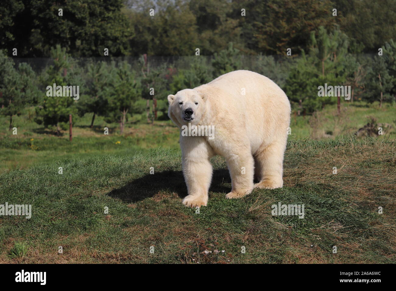 Maschio di Orso Polare, Nissan, a Yorkshire Wildlife Park (Ursus maritimus) Foto Stock