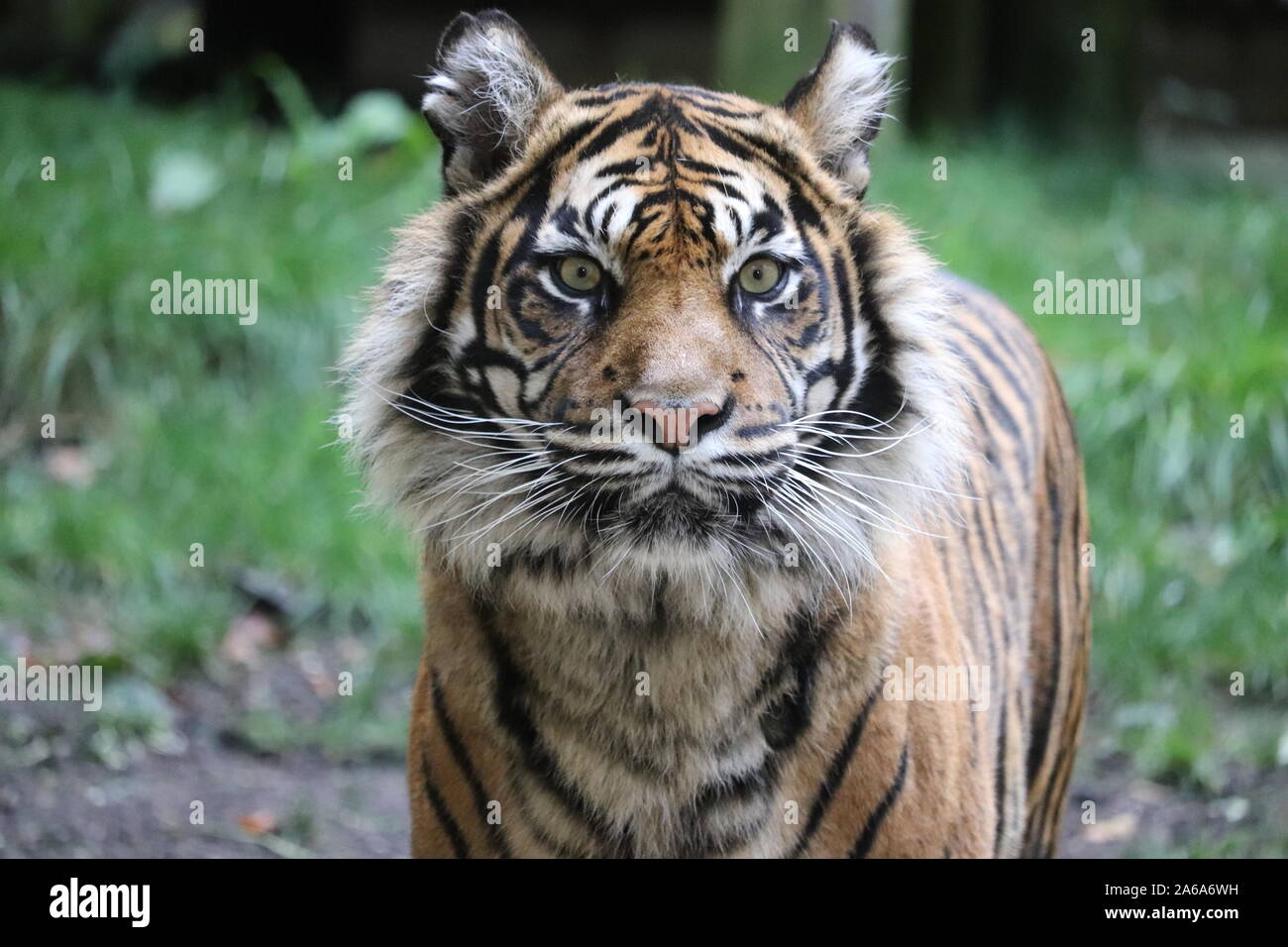 Immagine ravvicinata di Daseep la tigre di Sumatra (panthera tigris sumatrae) Foto Stock