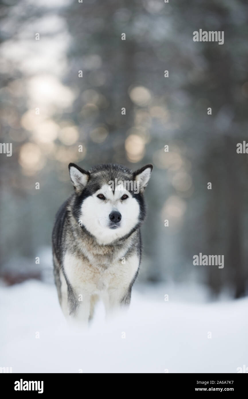 Ritratto di Alaskan Malamute nella neve contro sfocati sullo sfondo della foresta. Foto Stock