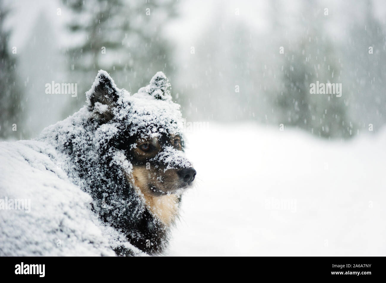 Lapphund finlandese in nevicata nel paesaggio invernale. Messa a fuoco selettiva e profondità di campo. Foto Stock