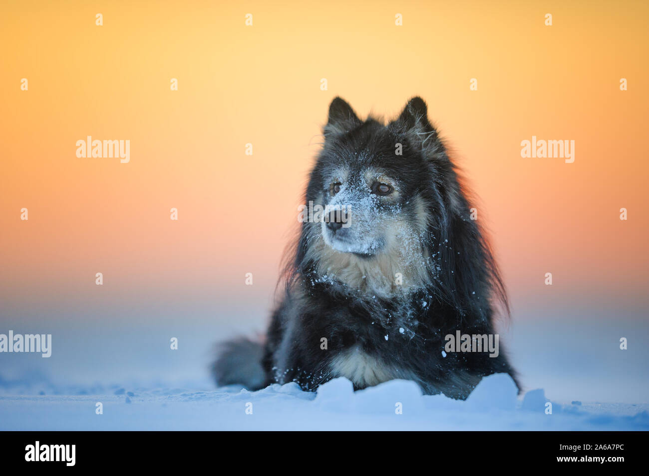 Ritratto del cane. Lapphund finlandese sul lago ghiacciato al tramonto. Fredda giornata invernale in Finlandia. Foto Stock