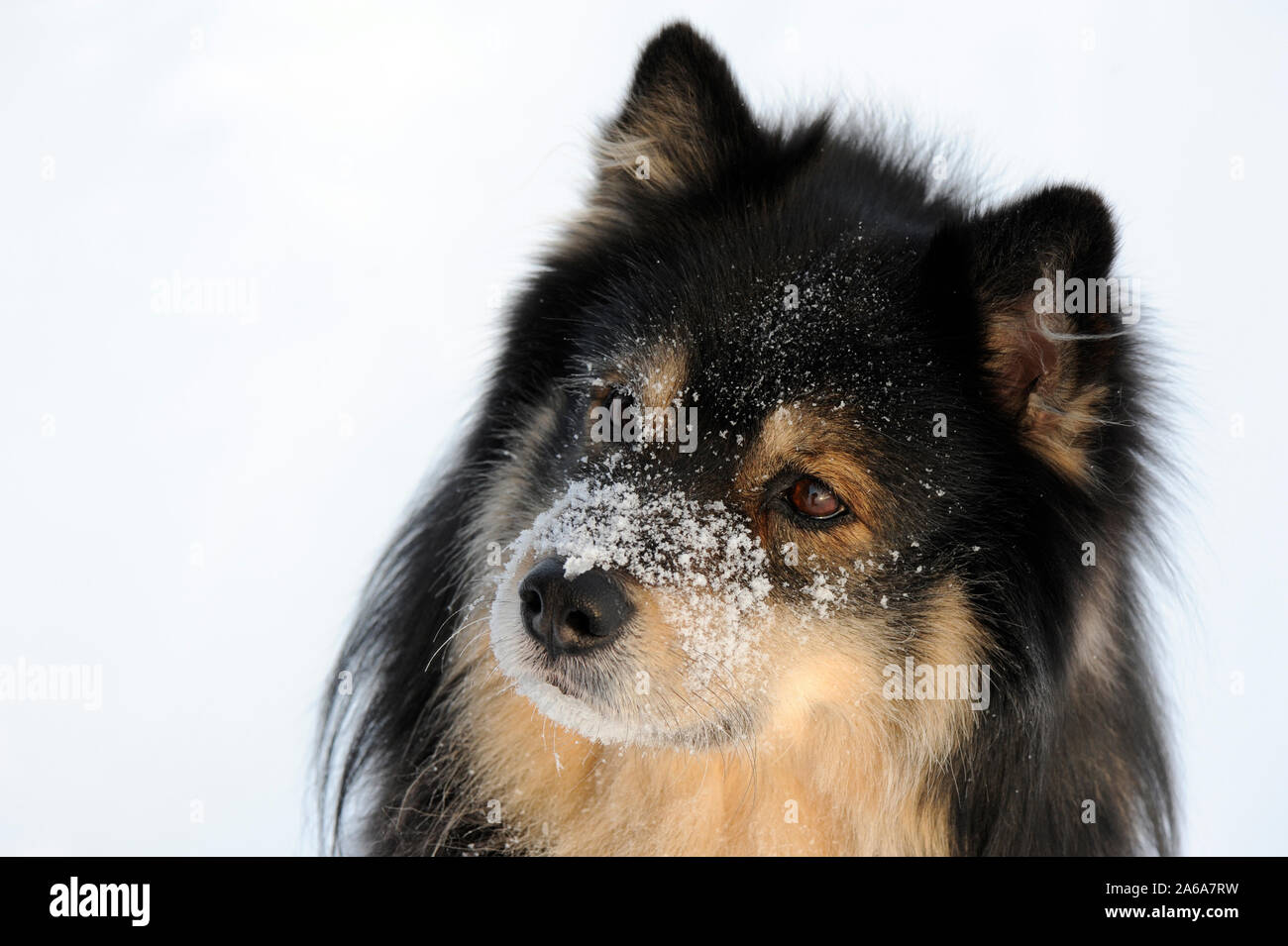 Finlandese Lapphund. Muso del cane coperto di neve e gelo. Foto Stock