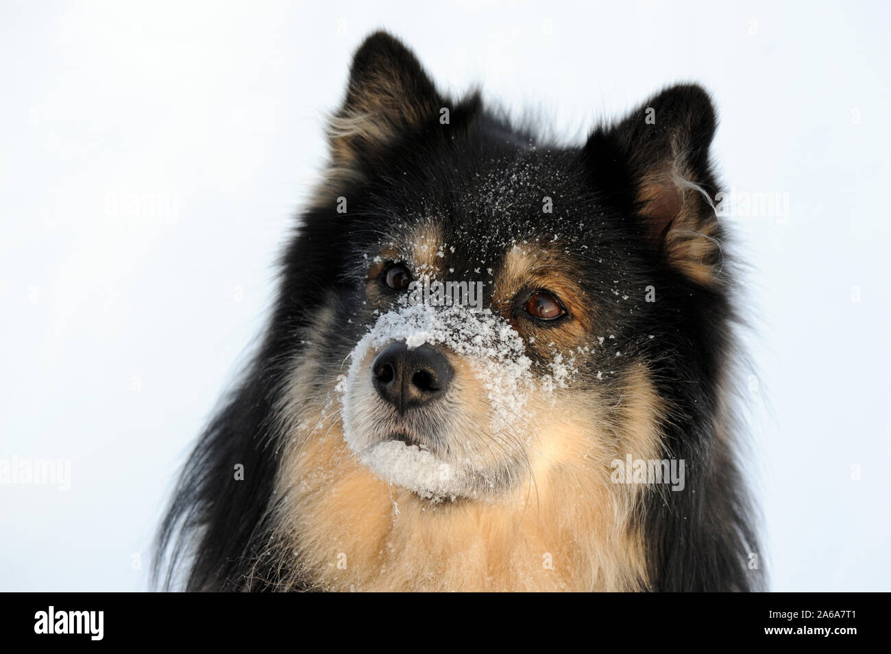 Finlandese Lapphund. Muso del cane coperto di neve e gelo. Foto Stock