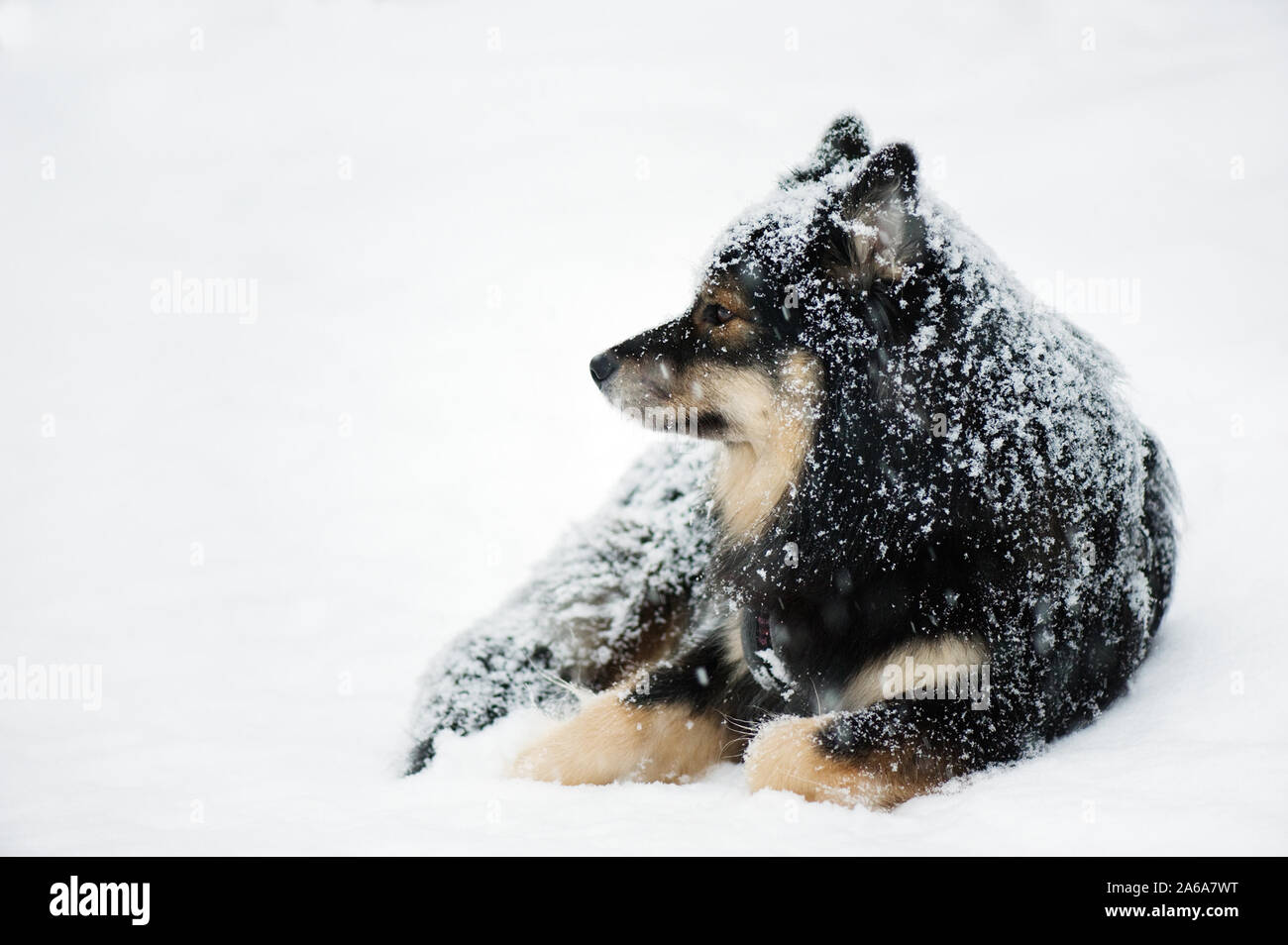 Finlandese Lapphund riposo nella neve d'inverno. Foto Stock