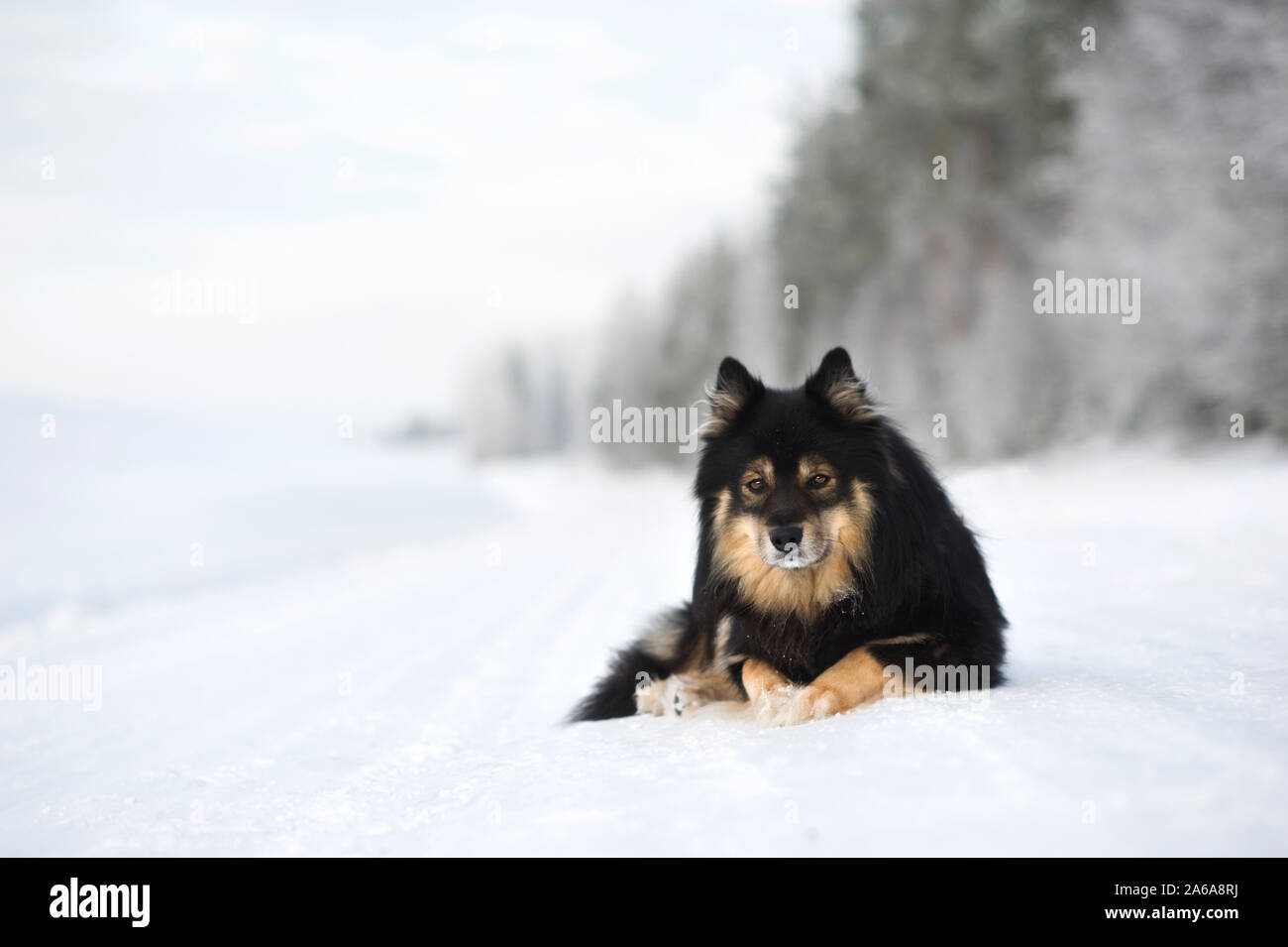 Lapphund finlandese giacente sulla strada innevata. Foto Stock