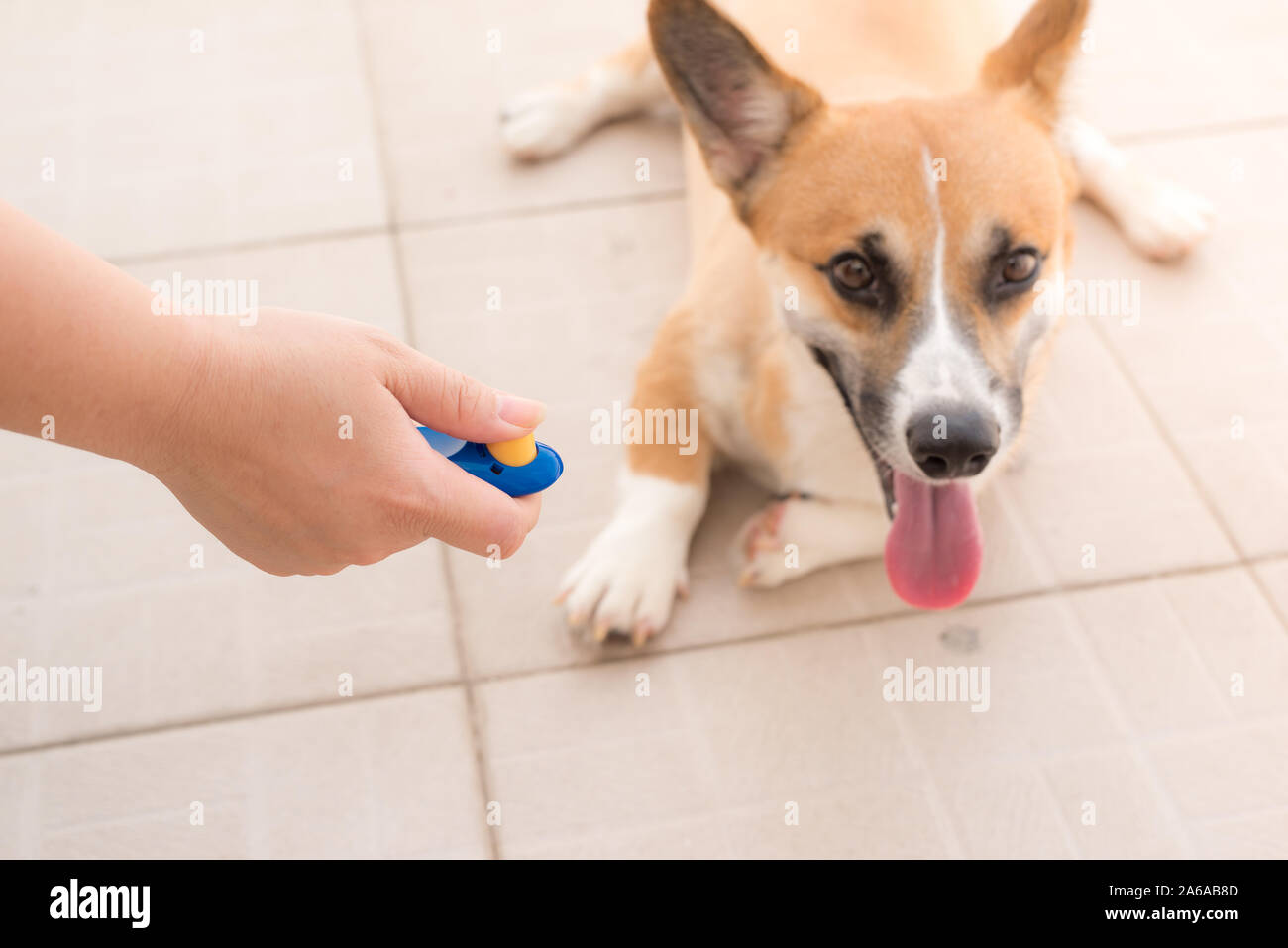 Mano umana tenendo clicker training con il cane Foto Stock