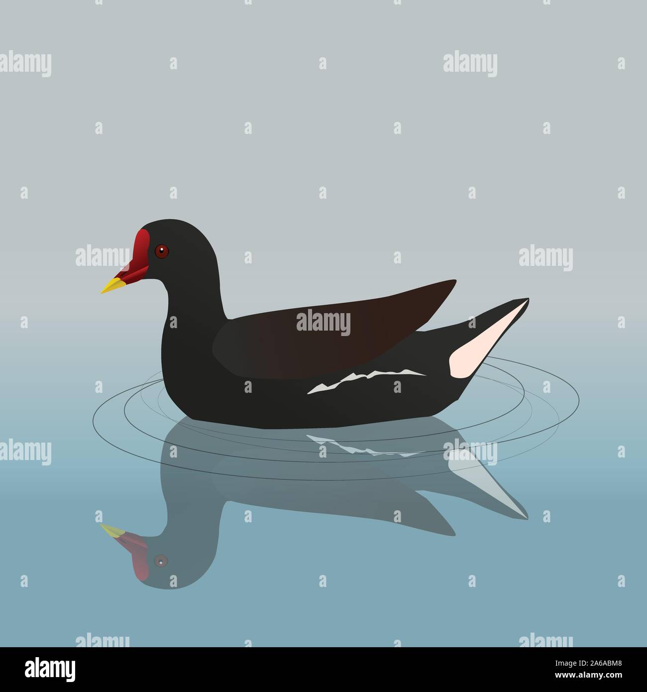 Una illustrazione vettoriale di un comune moorhen nuoto Illustrazione Vettoriale