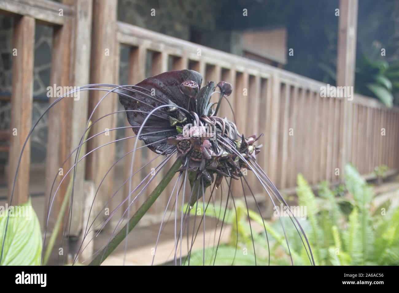 Nero cinese fiore bat Foto Stock