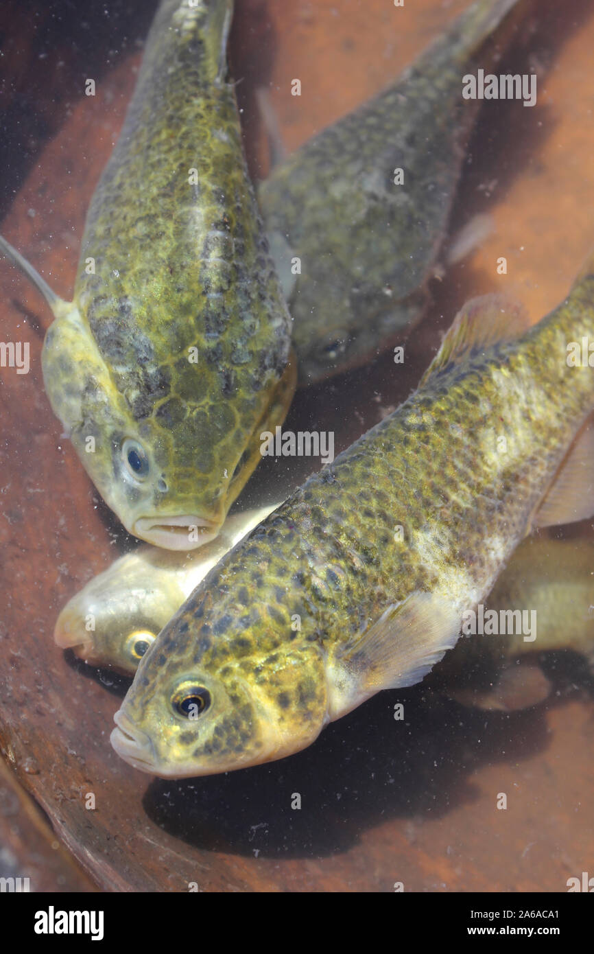 Killifish Orestias sp. Noto localmente come Karachi sono una importante fonte di cibo per il popolo Uros sul lago Titicaca, Perù Foto Stock