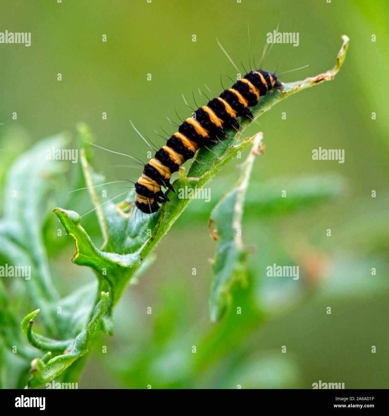 Il cinabro moth caterpillar (Tyria jacobaeae) sull'erba tossica, Rutland acqua, Leicestershire, Inghilterra, Regno Unito. Foto Stock