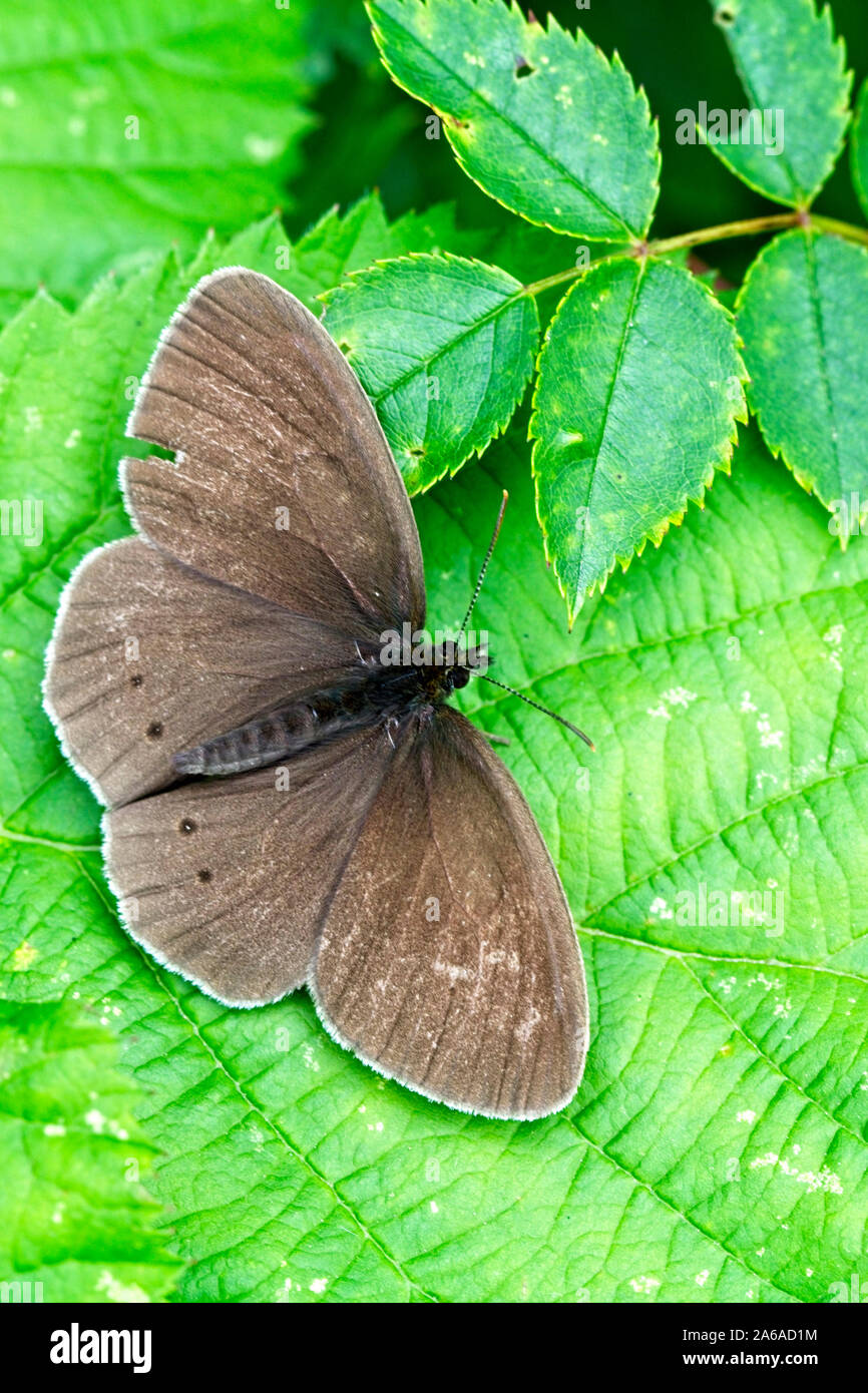 Ringlet butterfly (Aphantopus hyperantus), un individuo usurati, Egleton Riserva, Rutland acqua, Leicestershire, Inghilterra, Regno Unito. Foto Stock