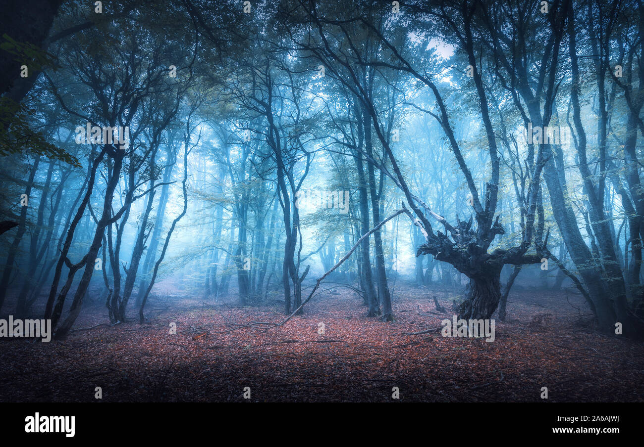 Bella foresta mistica scura in nebbia blu in autunno Foto Stock