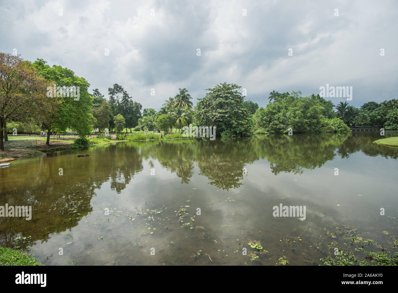 Un giorno nuvoloso presso i Giardini Botanici di Singapore , pieno di bellissimi alberi e piante nonché con i laghi che fornisce home il locale di animali simili Foto Stock