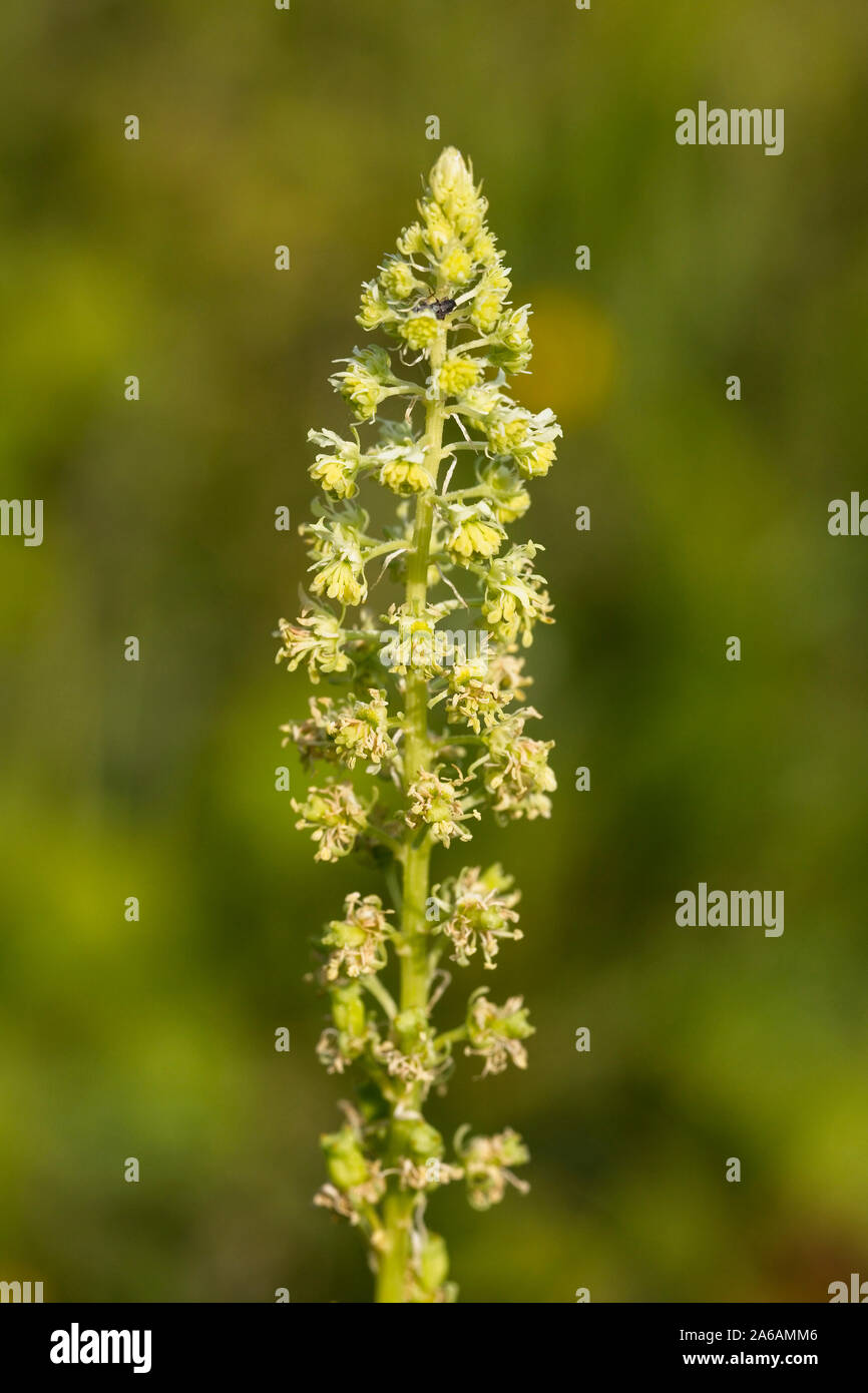Saldatura (Reseda luteola), spike di fiori selvaggi, Cherry Hinton Chalk Box, Cambridge, Inghilterra, Regno Unito. Foto Stock