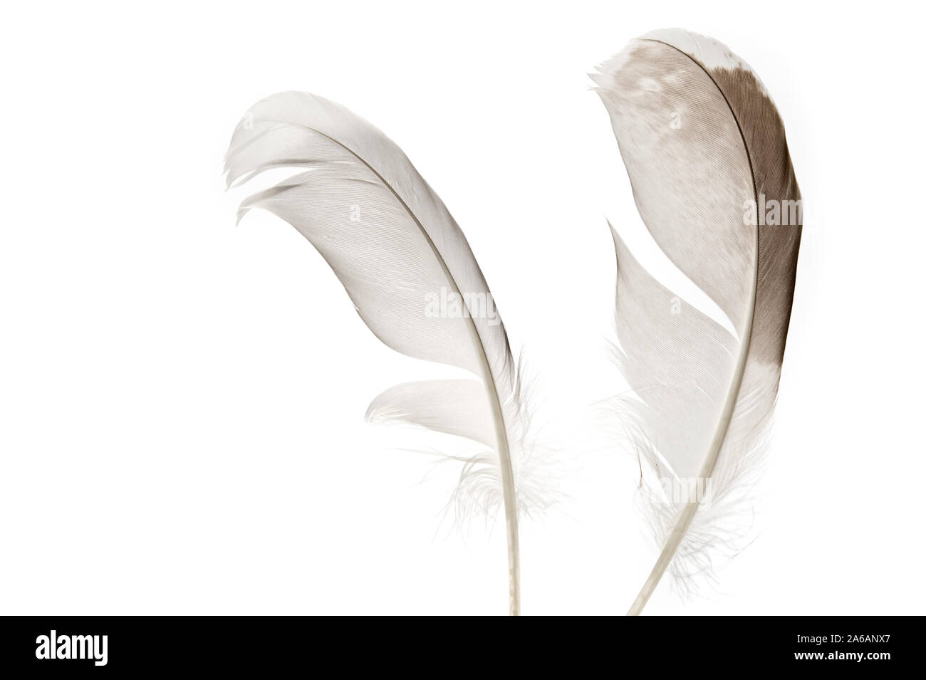Le penne degli uccelli isolati su sfondo bianco. Foto Stock