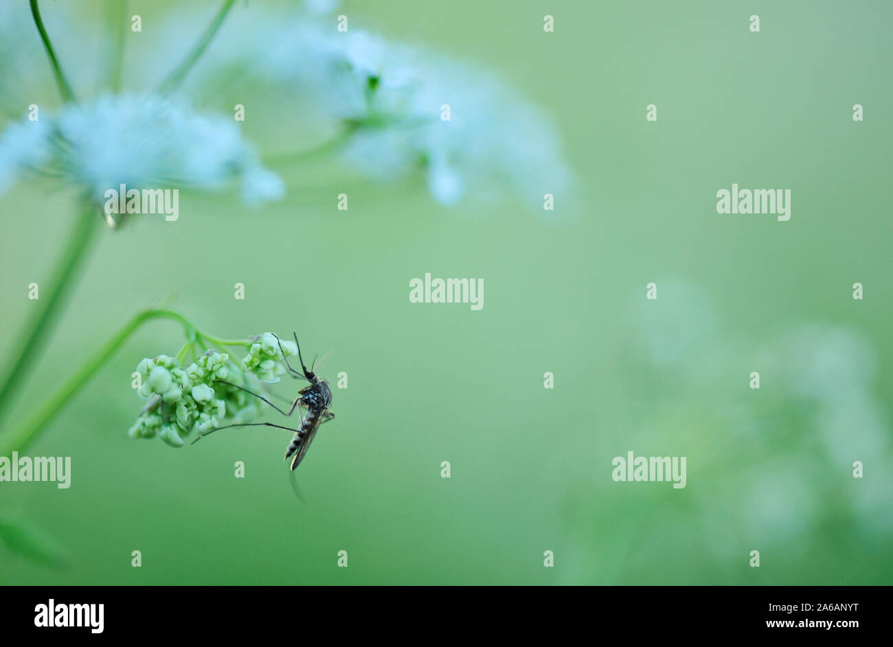 Midge sulla mucca fiore di prezzemolo Foto Stock