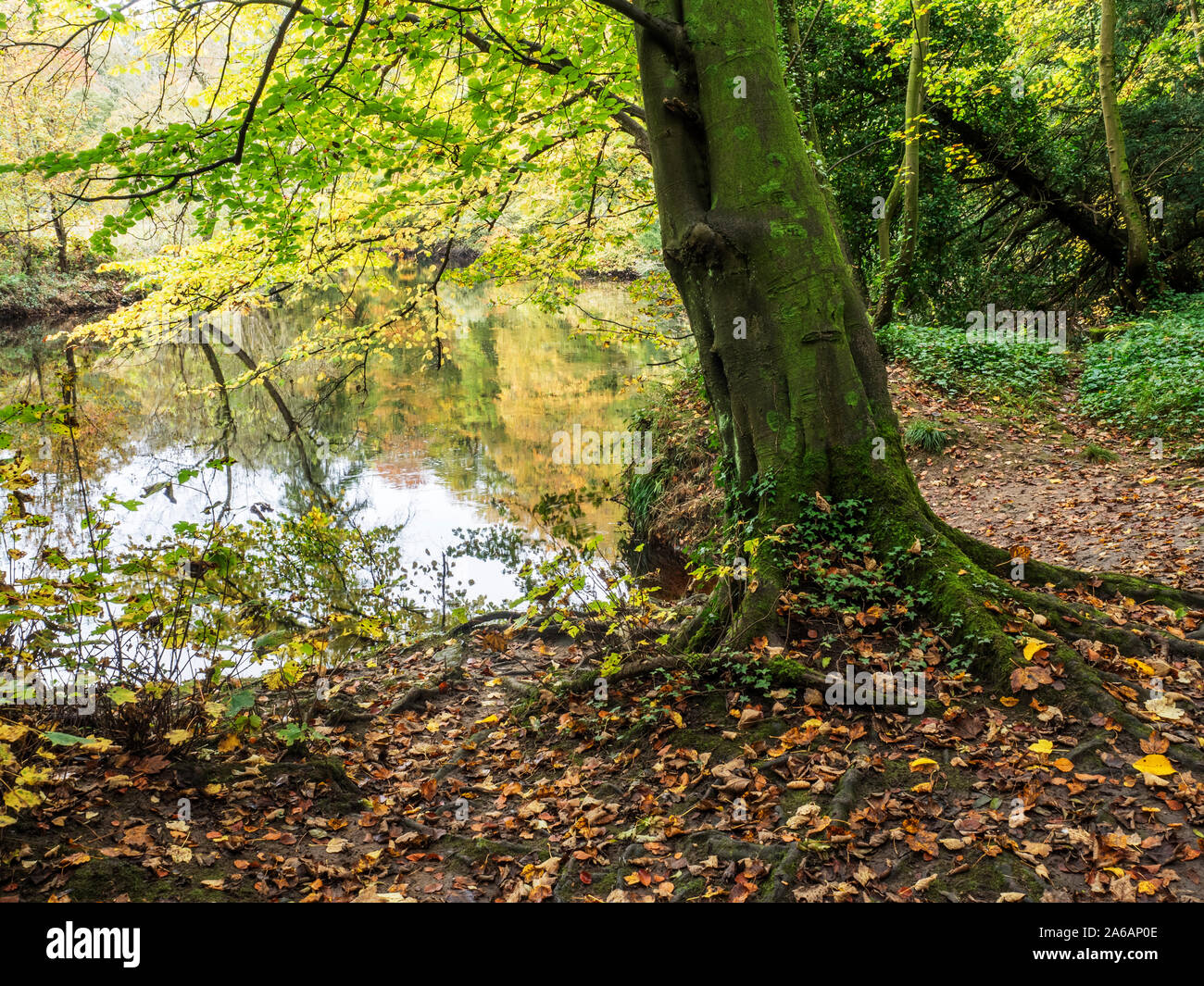 Autumn Tree dal fiume vicino a Nidd Hall Conyngham a Knaresborough North Yorkshire, Inghilterra Foto Stock
