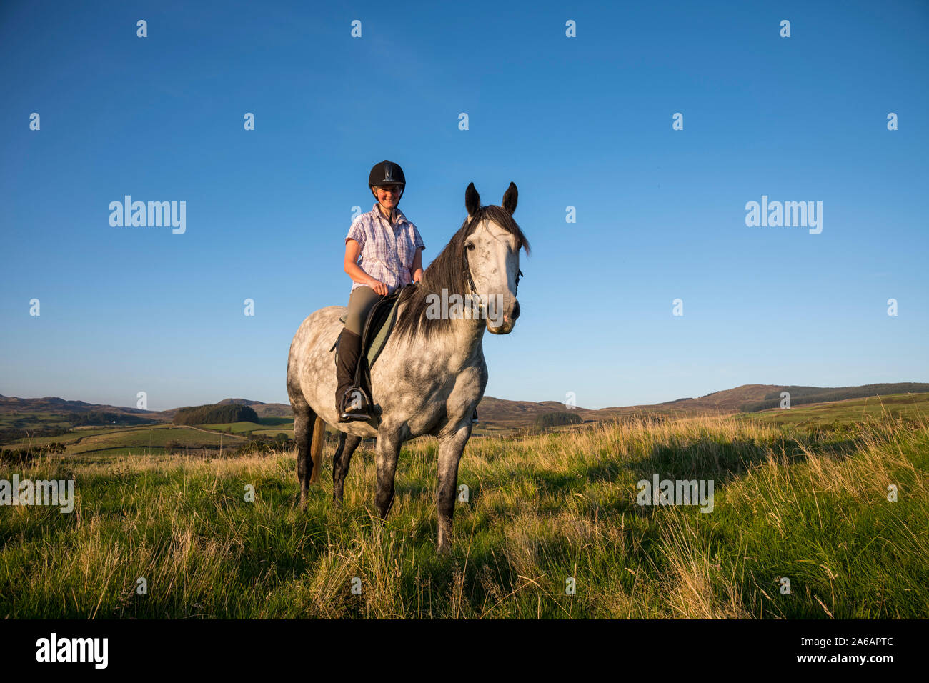 La donna a cavallo di un connemara welsh pony trasversale sulle colline sopra Gatehouse of Fleet, Dumfries & Galloway, Scozia Foto Stock