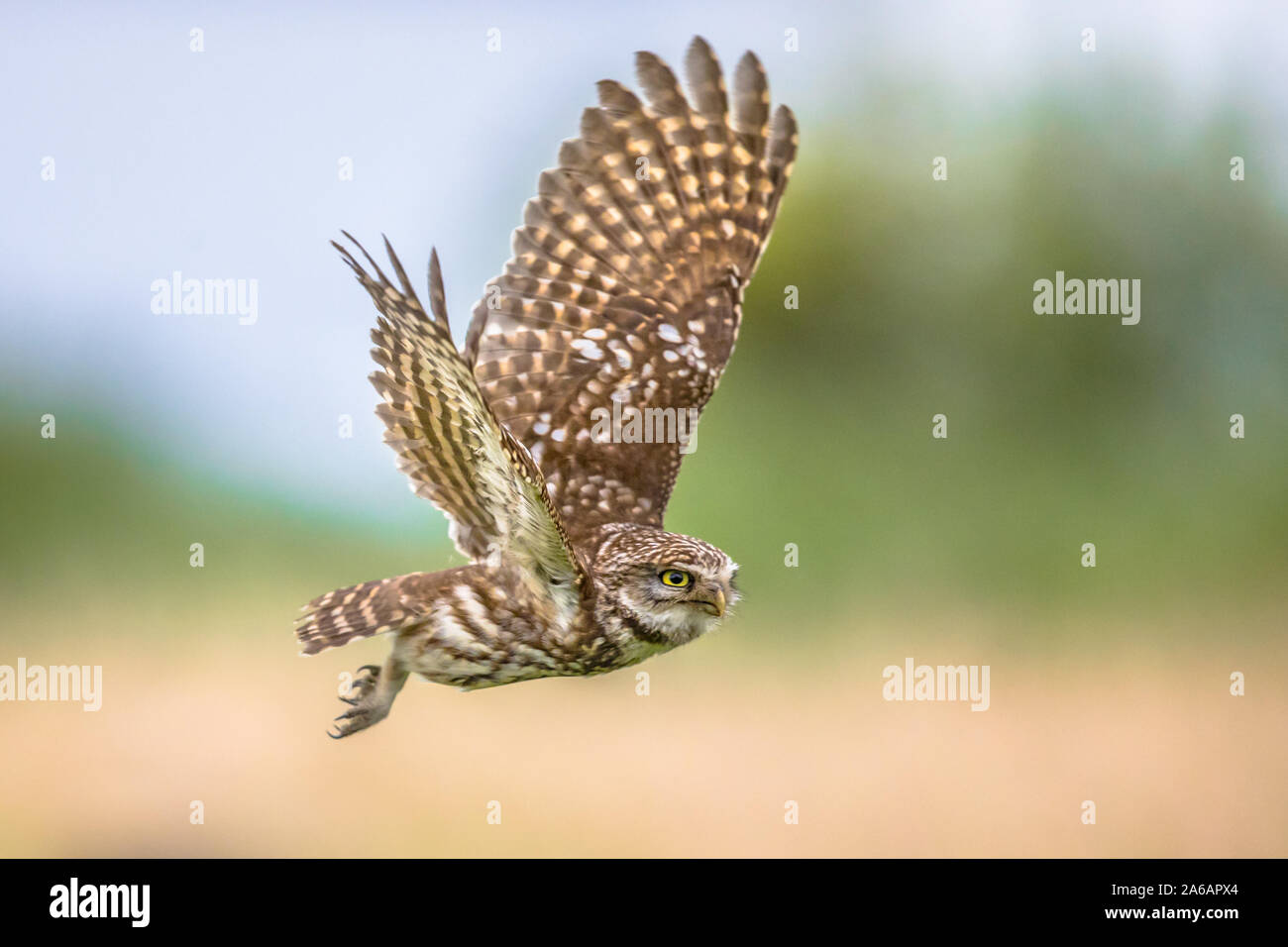 Civetta (Athene noctua) uccello notturno battenti all'alba a caccia di prede sulla campagna belga delle Fiandre Foto Stock
