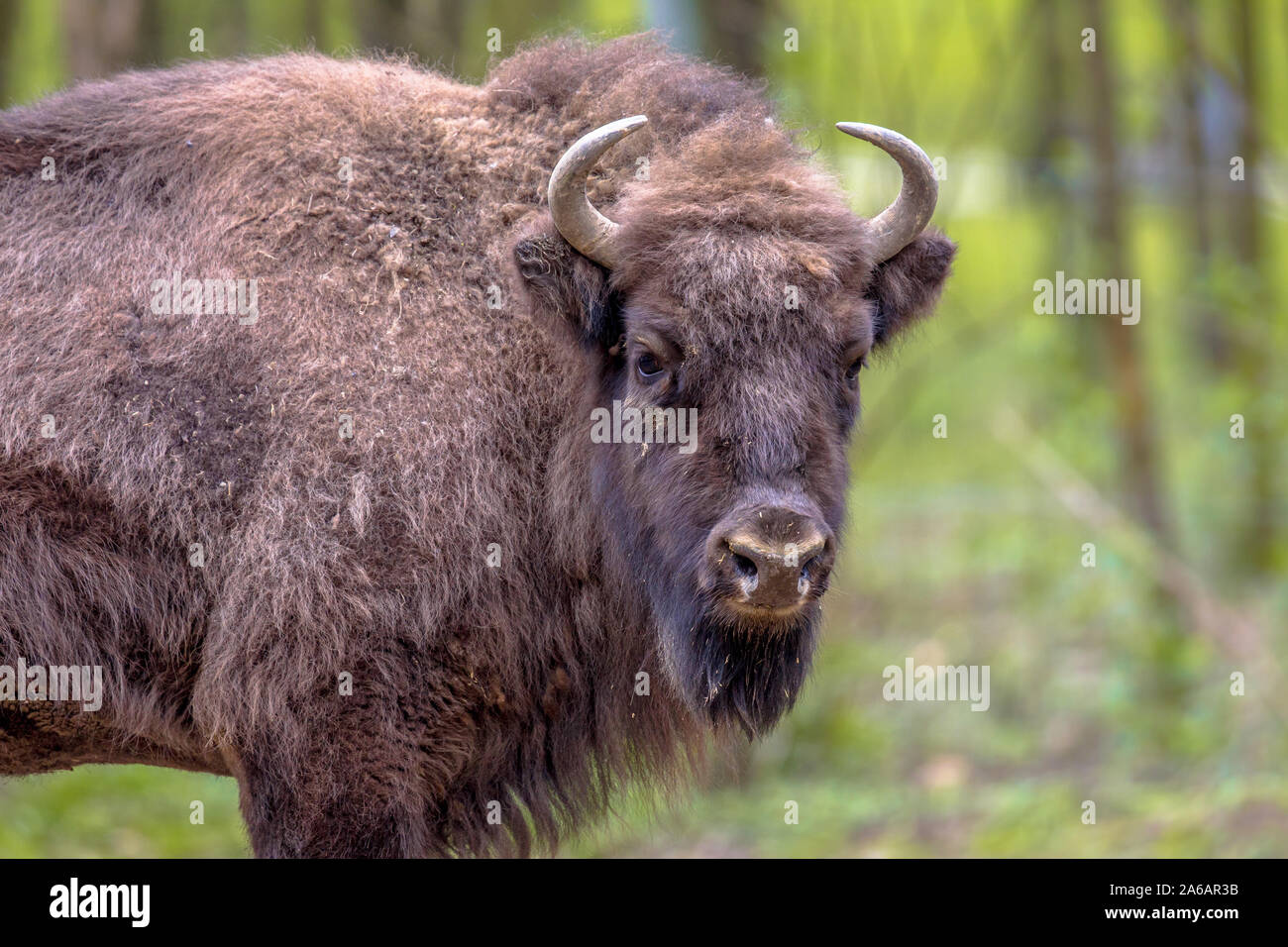 Il bisonte europeo. Wisent (Bison bonasus) bull guardando la telecamera rendendo il contatto visivo. Con sfondo verde Foto Stock