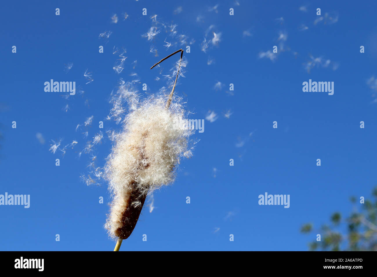 Bullrush disperdendo i semi nel vento Foto Stock