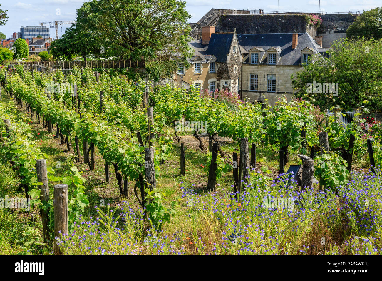 Francia, Maine et Loire, Angers, Chateau d'Angers, castello di Angers, appendere il giardino vitato, bianco Chenin varietà di uva, filari di viti Foto Stock