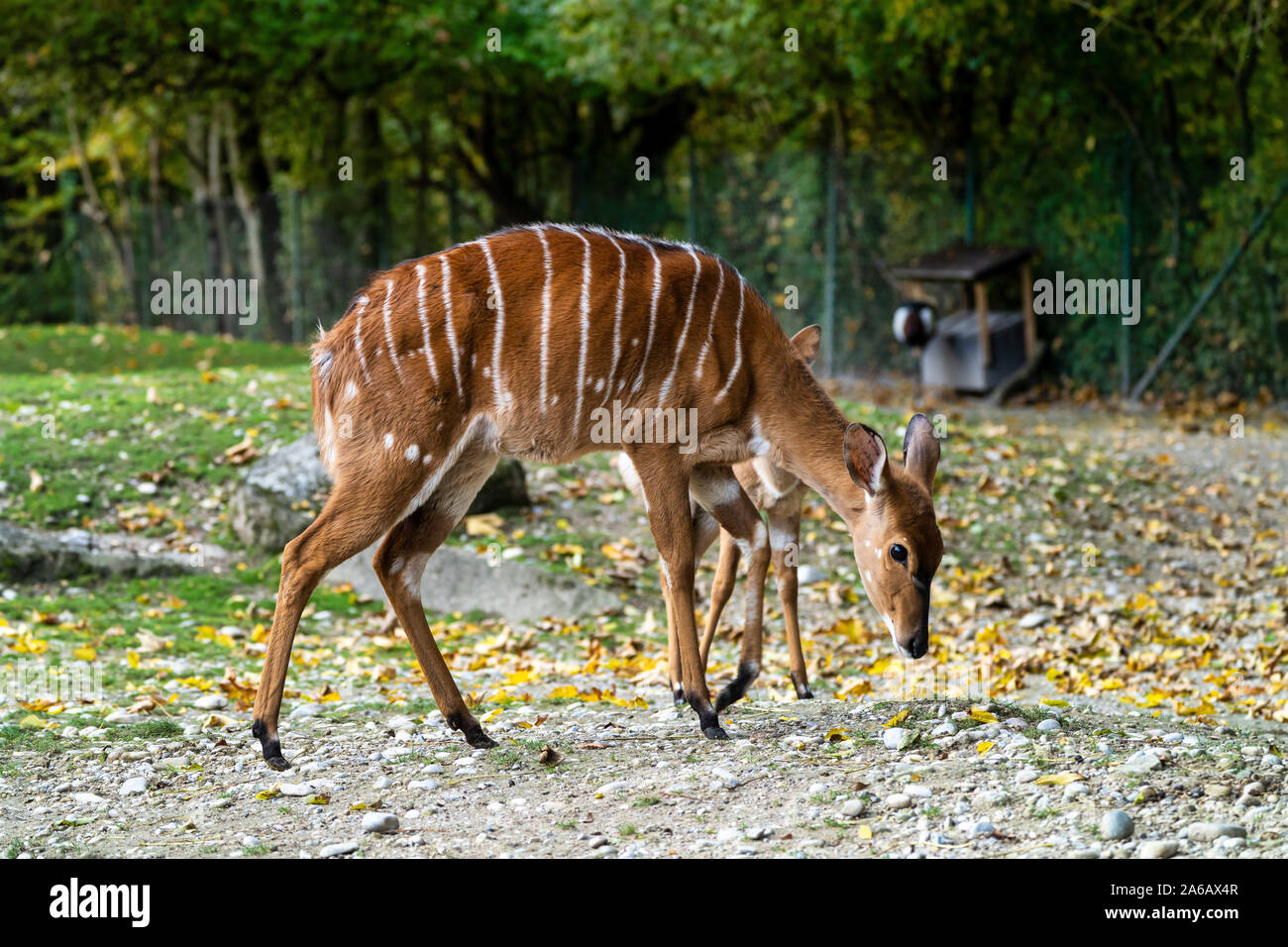 Il Nyala, Tragelaphus angasii è una spirale-cornuto antelope nativa per l'Africa australe. Si tratta di una specie della famiglia bovidi e genere Nyala, anche cons Foto Stock