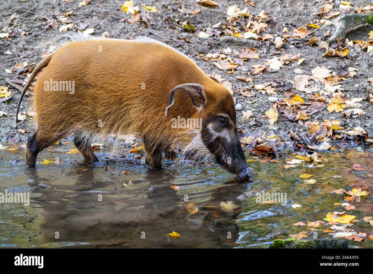 Red River hog, Potamochoerus porcus, noto anche come il maiale bush. Questo maiale ha un acuto senso dell'olfatto per individuare cibo sottoterra. Foto Stock