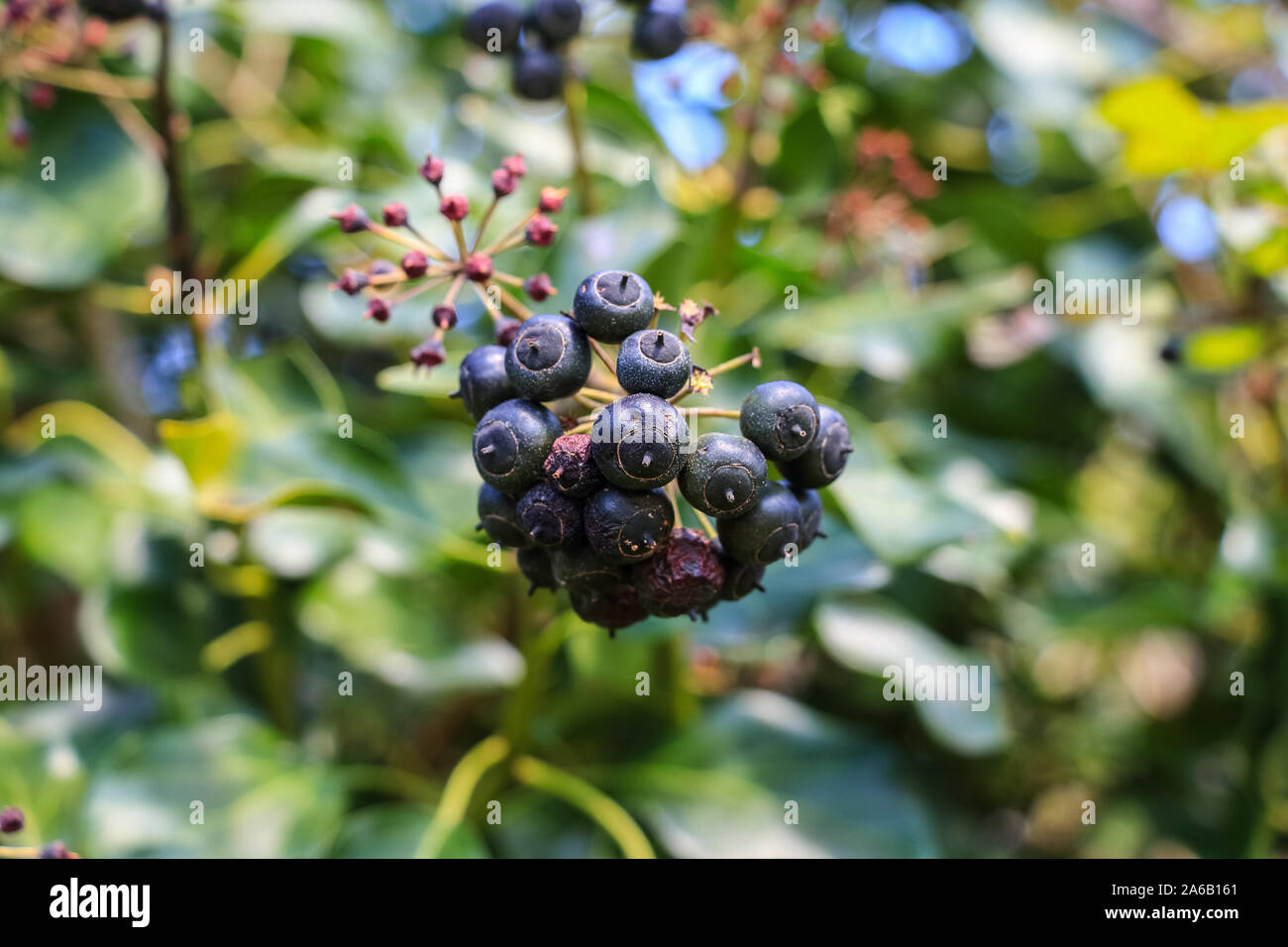 Le bacche selvatiche che crescono su una boccola su una vegetazione verde sullo sfondo Foto Stock