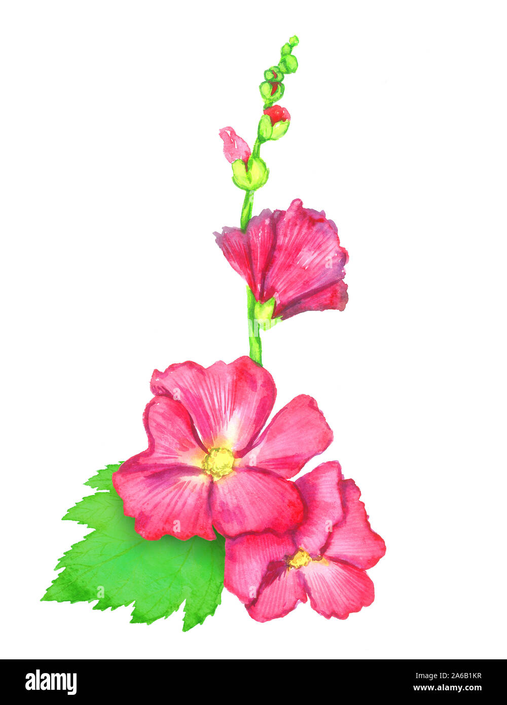 Red Alcea rosea (comune hollyhock, malva fiore) stelo con il verde delle foglie e germogli, isolato dipinto a mano acquerello illustrazione elemento di design Foto Stock