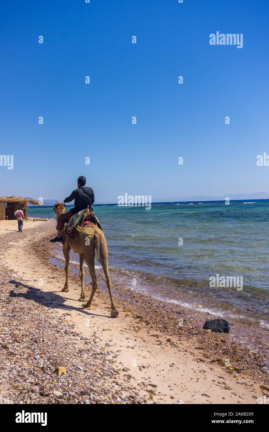 Bedouin uomo indossare abiti tradizionali a dorso di un cammello sulla spiaggia di Nuweiba nel Sinai del Sud. Foto Stock