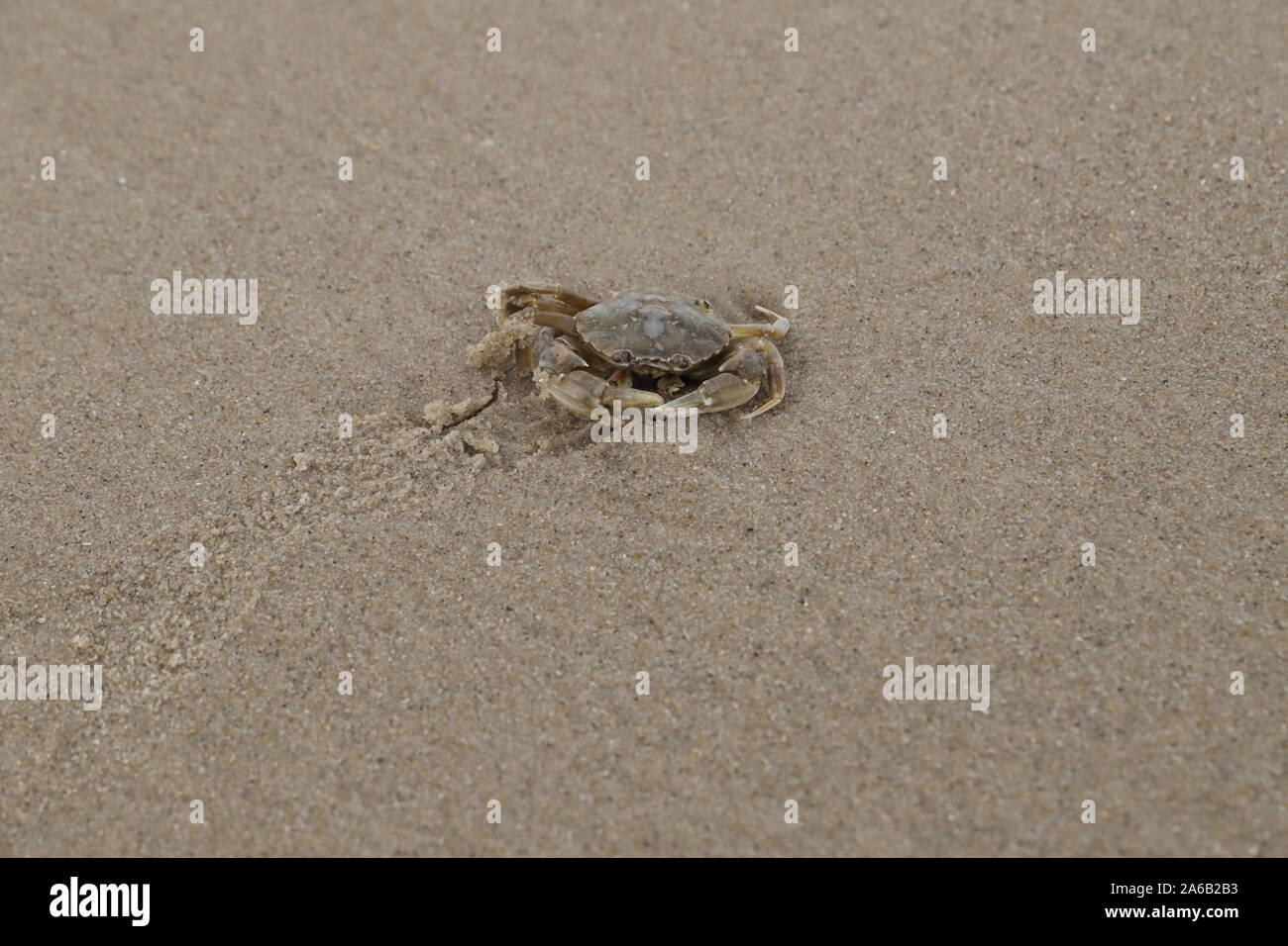 Un granchio sulla spiaggia nei Paesi Bassi Foto Stock
