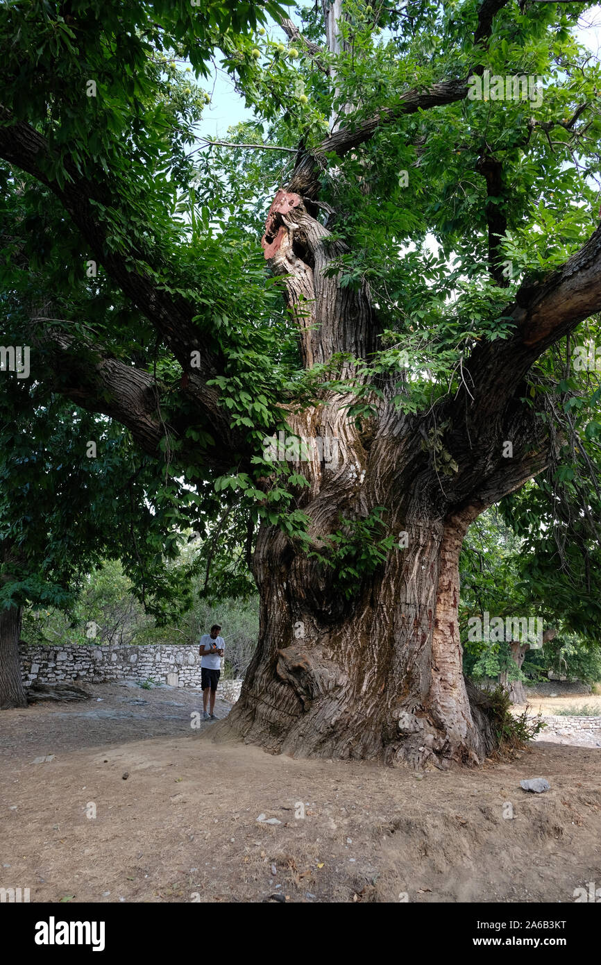 Nei mesi autunnali del 1861, questo albero, dove una femmina nero schiavo era appeso, è chiamato "Arapastik' tree Foto Stock