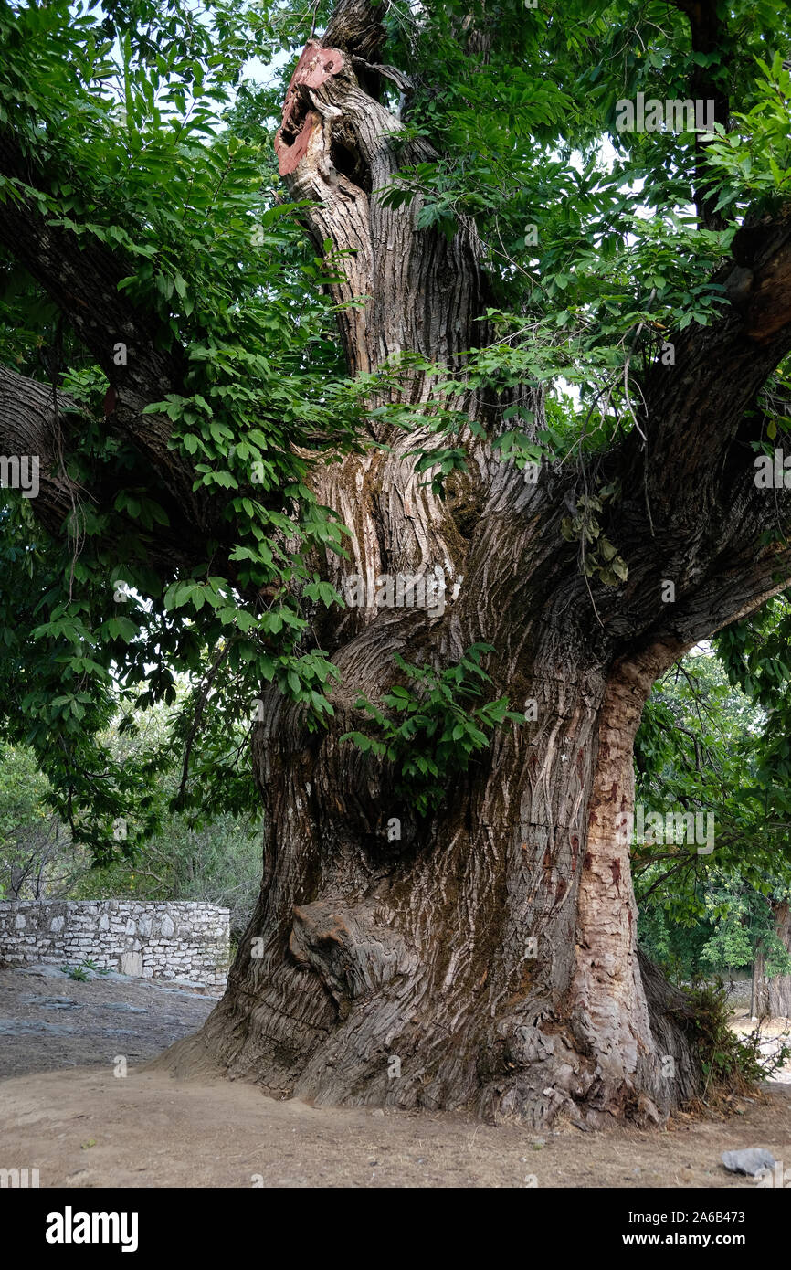 Nei mesi autunnali del 1861, questo albero, dove una femmina nero schiavo era appeso, è chiamato "Arapastik' tree Foto Stock