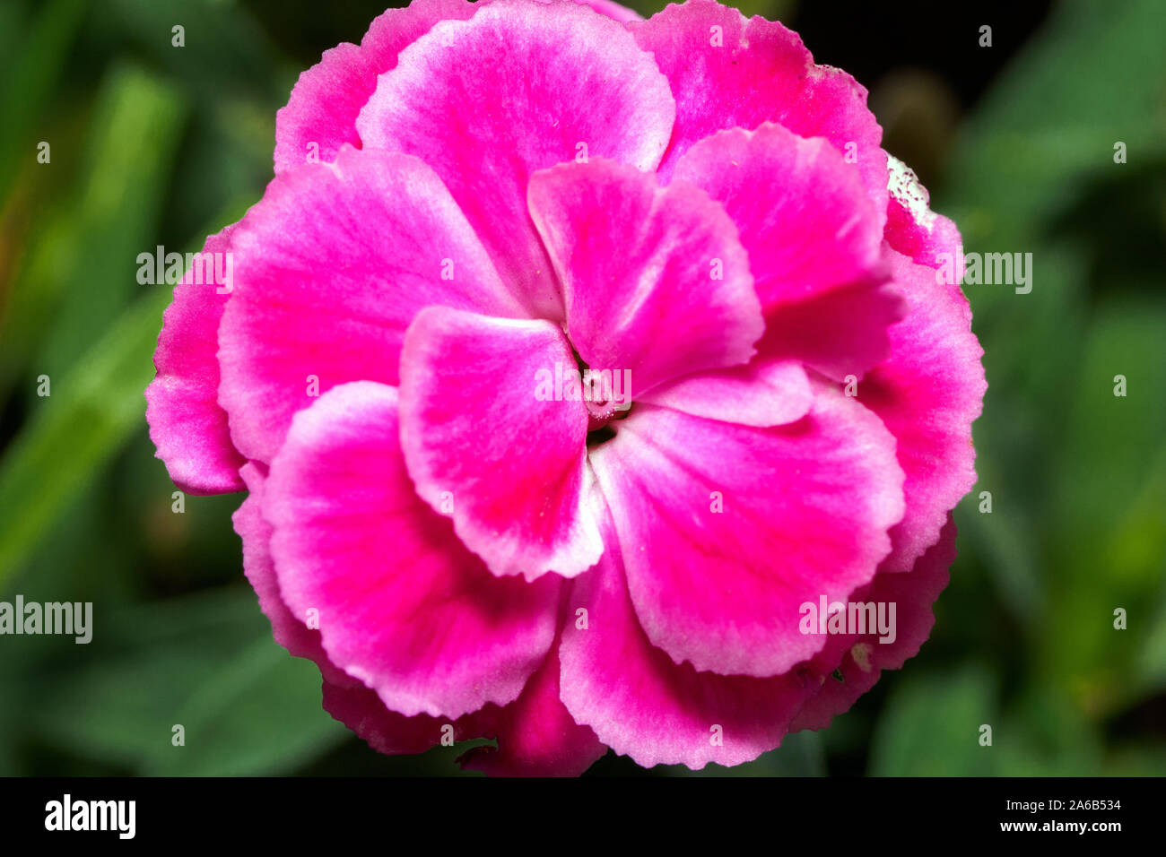 Pelargonium geranio, pelargoniums, storksbills Foto Stock